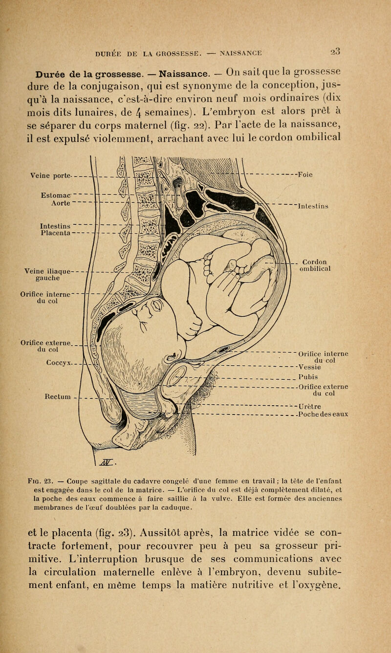 Durée de la grossesse. — Naissance. — On sait que la grossesse dure de la conjugaison, qui est synonyme de la conception, jus- qu'à la naissance, c'est-à-dire environ neuf mois ordinaires (dix mois dits lunaires, de 4 semaines). L'embryon est alors prêt à se séparer du corps maternel (fig. 22). Par l'acte de la naissance, il est expulsé violemment, arrachant avec lui le cordon ombilical Veine porte- Estomac Aorte Intestins Placenta Veine iliaque gauche Orifice interne du col Orifice externe du col Coccyx- Rectum Intestins Orifice interne du col Vessie Pubis Orifice externe du col Urètre Pochedeseaux Fig. 23. — Coupe sagittale du cadavre congelé d'une femme en travail ; la tête de l'enfant est engagée dans le col de la matrice. — L'orifice du col est déjà complètement dilaté, et la poche des eaux commence à faire saillie à la vulve. Elle est formée des anciennes membranes de l'œuf doublées par la caduque. et le placenta (fig. 23). Aussitôt après, la matrice vidée se con- tracte fortement, pour recouvrer peu à peu sa grosseur pri- mitive. L'interruption brusque de ses communications avec la circulation maternelle enlève à l'embryon, devenu subite- ment enfant, en même temps la matière nutritive et l'oxygène.
