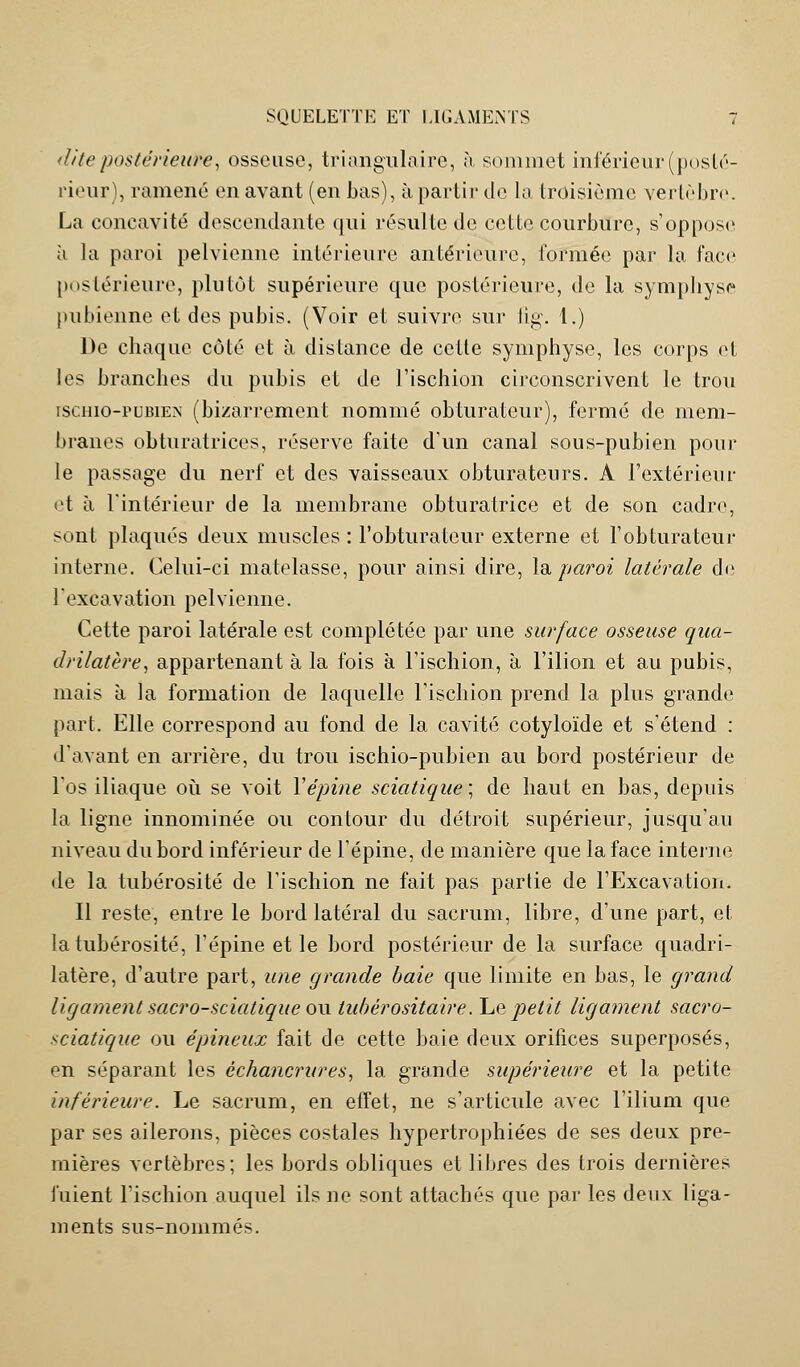 dite postérieure, osseuse, triangulaire, à, sommet inférieur (posté- rieur), ramené en avant (en bas), à partir de la troisième vertèbre. La concavité descendante qui résulte de cette courbure, s'oppose à la paroi pelvienne intérieure antérieure, formée par la face postérieure, plutôt supérieure que postérieure, de la symphyse pubienne et des pubis. (Voir et suivre sur fig. 1.) De chaque côté et à distance de cette symphyse, les corps et les branches du pubis et de l'ischion circonscrivent le trou ischio-pubien (bizarrement nommé obturateur), fermé de mem- branes obturatrices, réserve faite d'un canal sous-pubien pour le passage du nerf et des vaisseaux obturateurs. A l'extérieur et à l'intérieur de la membrane obturatrice et de son cadre, sont plaqués deux muscles : l'obturateur externe et l'obturateur interne. Celui-ci matelasse, pour ainsi dire, la paroi latérale de l'excavation pelvienne. Cette paroi latérale est complétée par une surface osseuse qua- drilatère, appartenant à la fois à l'ischion, à l'ilion et au pubis, mais à la formation de laquelle l'ischion prend la plus grande part. Elle correspond au fond de la cavité cotyloïde et s'étend : d'avant en arrière, du trou ischio-pubien au bord postérieur de l'os iliaque où se voit Xépine sciatique; de haut en bas, depuis la ligne innommée ou contour du détroit supérieur, jusqu'au niveau du bord inférieur de l'épine, de manière que la face interne de la tubérosité de l'ischion ne fait pas partie de l'Excavation. Il reste, entre le bord latéral du sacrum, libre, d'une part, et la tubérosité, l'épine et le bord postérieur de la surface quadri- latère, d'autre part, une grande baie que limite en bas, le grand ligament sacro-sciatique ou tubèrositaire. Le petit ligament sacro- sciatique ou épineux fait de cette baie deux orifices superposés, en séparant les êchancrures, la grande supérieure et la petite inférieure. Le sacrum, en effet, ne s'articule avec l'ilium que par ses ailerons, pièces costales hypertrophiées de ses deux pre- mières vertèbres; les bords obliques et libres des trois dernières fuient l'ischion auquel ils ne sont attachés que par les deux liga- ments sus-nommés.