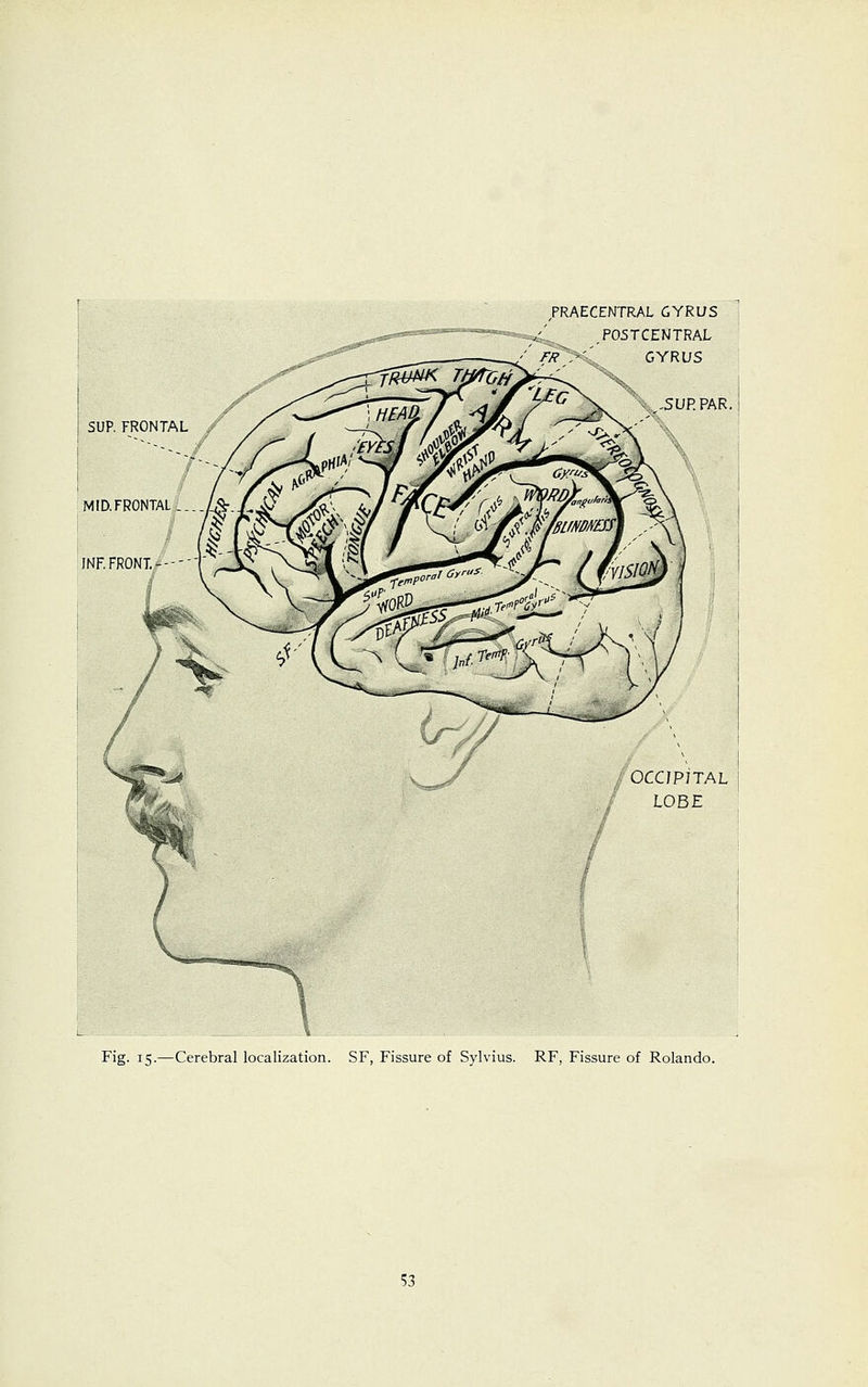 ,PRAECENTRAL GYRUS .POSTCENTRAL FR y' GYRUS WJ5UEPAR,| SUP. FRONTAL i MID.FRONTAL. INF. FRONT. - OCCIPITAL LOBE Fig. 15.—Cerebral localization. SF, Fissure of Sylvius. RF, Fissure of Rolando.