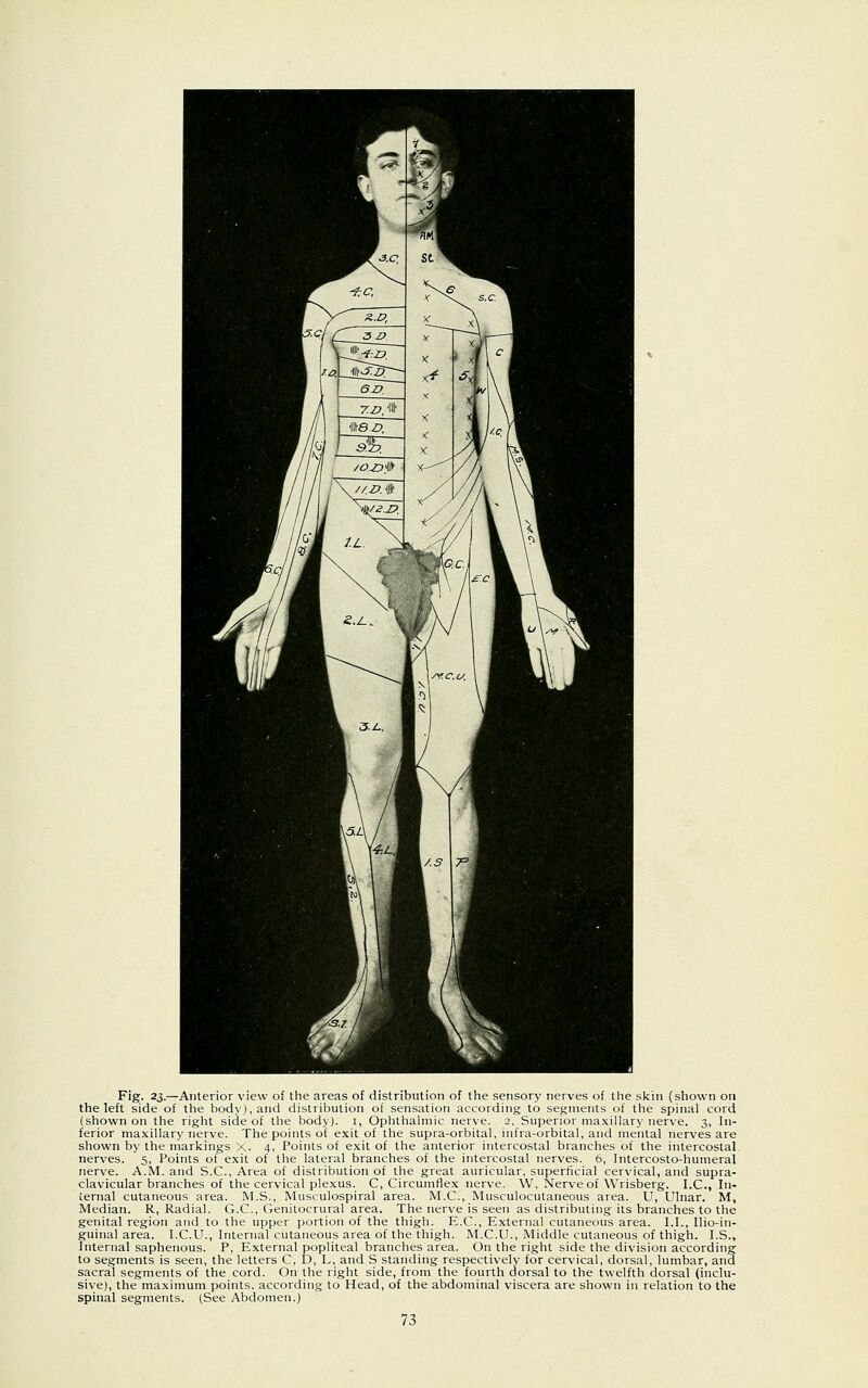 Fig- 23-—Anterior view of the areas of distribution of the sensory nerves of the skin (shown on the left side of the body), and distribution of sensation according to segments of the spinal cord (shown on the right side of the body), i, Ophthalmic nerve. 2, Superior maxillary nerve. 3, In- ferior maxillary nerve. The points of exit of the supra-orbital, infra-orbital, and mental nerves are shown by the markings X. 4, Points of exit of the anterior intercostal branches of the intercostal, nerves. 5, Points of exit of the lateral branches of the intercostal nerves. 6, Intercosto-humeral nerve. A.M. and S.C., Area of distribution of the great auricular, superficial cervical, and supra- clavicular branches of the cervical plexus. C, Circumflex nerve. W, Nerve of Wrisberg. I.C., In- ternal cutaneous area. M.S., Musculospiral area. M.C., Musculocutaneous area. U, Ulnar. M, Median. R, Radial. G.C., Genitocrural area. The nerve is seen as distributing its branches to the genital region and to the upper portion of the thigh. E.C., External cutaneous area. I.I., Ilio-in- guinal area. I.C.U., Internal cutaneous area of the thigh. M.C.U., Middle cutaneous of thigh. I.S., Internal saphenous. P, External popliteal branches area. On the right side the division according to segments is seen, the letters C, D, L, and S standing respectively for cervical, dorsal, lumbar, and sacral segments of the cord. On the right side, from the fourth dorsal to the twelfth dorsal (inclu- sive), the maximum points, according to Head, of the abdominal viscera are shown in relation to the spinal segments. (See Abdomen.)