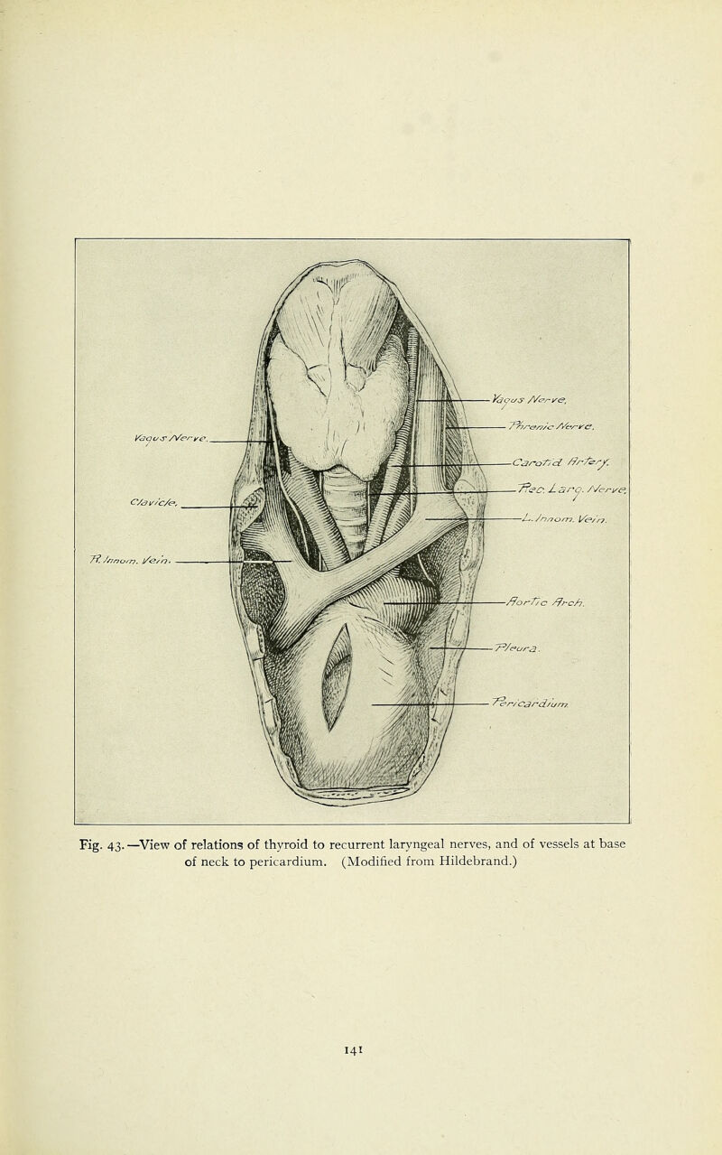 ifeqi/^r /Vcrytp, 7?//7nc//r>. l/<>/'n. 111 CaroT/d /frferf. J ~7?ec: J- 3r-o. /Verise, ■t^./nnorn. ]/<p/r?. rfor-r/o /frc/?. 7^/cura. r/ajrct/i/rr?. Fig. 43. —View of relations of thyroid to recurrent laryngeal nerves, and of vessels at base of neck to pericardium. (Modified from Hildebrand.)