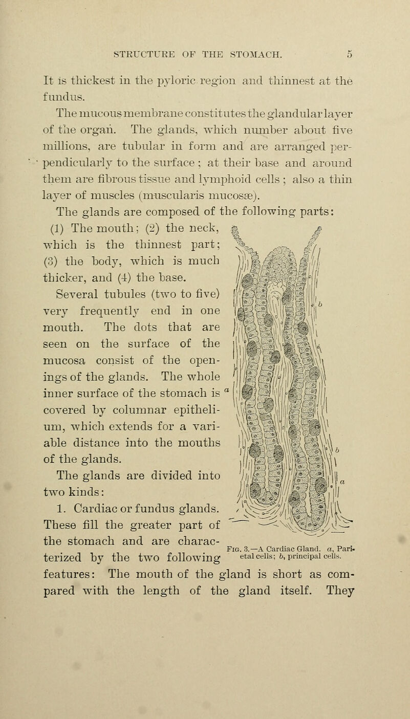 It is thickest in the pyloric region and thinnest at the fundus. The mucous membrane constitutes the glandular layer of the organ. The glands, which number about five millions, are tubular in form and are arranged per- pendicularly to the surface ; at their base and around them are fibrous tissue and lymphoid cells ; also a thin layer of muscles (muscularis mucosae). The glands are composed of the following parts: (1) The mouth; (2) the neck, which is the thinnest part; (3) the body, which is much thicker, and (-i) the base. Several tubules (two to five) very frequently end in one mouth. The dots that are seen on the surface of the mucosa consist of the open- ings of the glands. The whole inner surface of the stomach is a covered by columnar epitheli- um, which extends for a vari- able distance into the mouths of the glands. The glands are divided into two kinds: 1. Cardiac or fundus glands. These fill the greater part of the stomach and are charac- Fig. 3.—A Cardiac Gland, a, Pari- terized by the tWO following etalcells; b, principal cells. features: The mouth of the gland is short as com- pared with the length of the gland itself. They