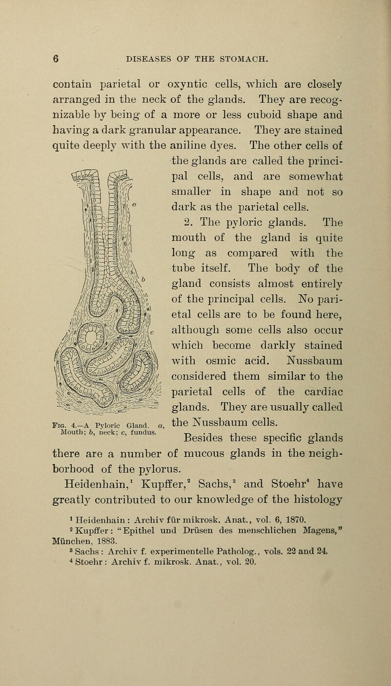 contain parietal or oxyntic cells, which are closely arranged in the neck of the glands. They are recog- nizable by being of a more or less cuboid shape and having a dark granular appearance. They are stained quite deeply with the aniline dyes. The other cells of the glands are called the princi- pal cells, and are somewhat smaller in shape and not so dark as the parietal cells. 2. The pyloric glands. The mouth of the gland is quite long as compared with the tube itself. The body of the gland consists almost entirely of the principal cells. No pari- etal cells are to be found here, although some cells also occur which become darkly stained with osmic acid. Nussbaum considered them similar to the parietal cells of the cardiac glands. They are usually called the Nussbaum cells. Besides these specific glands there are a number of mucous glands in the neigh- borhood of the pylorus. Heidenhain,1 Kupffer,2 Sachs,3 and Stoehr4 have greatly contributed to our knowledge of the histology 'Heidenhain: Archiv fur mikrosk. Anat., vol. 6, 1870. 2 Kupffer: Epithel und Driisen des menschlichen Magens, Miinchen, 1883. 3 Sachs : Archiv f. experimentelle Patholog., vols. 22 and 24. 4 Stoehr : Archiv f. mikrosk. Anat., vol. 20. Fig. 4.—A Pyloric Gland, a, Mouth; b, neck; c, fundus.