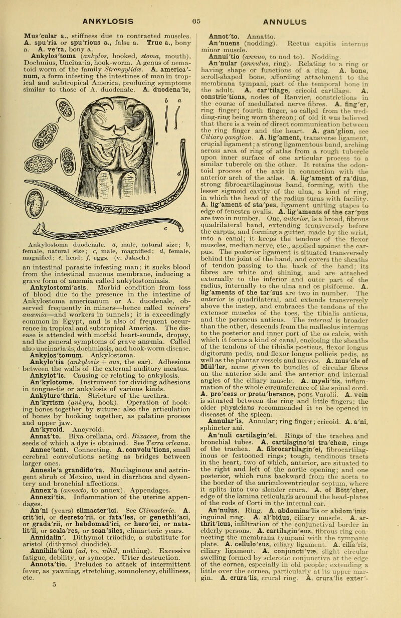 Mus'cular a., stiffness due to contracted muscles. A. spu'ria or spu'rious a., false a. True a., bony a. A. ve'ra, bony a. Ankylos'toma (ankylos, hooked, stoma, mouth). Dochmius, Uncinaria, hook-worm. A genus of nema- toid worm of the family Strongylidce. A. america'- num, a form infesting the intestines of man in trop- ical and subtropical America, producing symptoms similar to those of A. duodenale. A. duodena'le, Ankylostorna duodenale. a, male, natural size; b, female, natural size; c, male, magnified; d, female, magnified; e, head; /, eggs. (v. Jaksch.) an intestinal parasite infesting man; it sucks blood from the intestinal mucous membrane, inducing a grave form of ansemia called ankylostomiasis. Ankylostomiasis. Morbid condition from loss of blood due to the presence in the intestine of Ankylostorna americanum or A. duodenale, ob- served frequently in miners—hence called miners' ancemia—and workers in tunnels; it is exceedingly common in Egypt, and is also of frequent occur- rence in tropical and subtropical America. The dis- ease is attended with morbid heart-sounds, dropsy, and the general symptoms of grave anaemia. Called also uncinariasis, dochmiasis, and hook-worm disease. Ankylos'tomum. Ankylostorna. Ankylo'tia (ankylosis + ous, the ear). Adhesions between the walls of the external auditory meatus. Ankylot'ic. Causing or relating to ankylosis. An'kylotome. Instrument for dividing adhesions in tongue-tie or ankylosis of various kinds. Ankylure'thria. Stricture of the urethra. An'kyrism (ankyra, hook). Operation of hook- ing bones together by suture; also the articulation of bones by hooking together, as palatine process and upper jaw. An'kyroid. Ancyroid. Annat'to. Bixa orellana, ord. Bixacece, from the seeds of which a dye is obtained. See Terra orleana. Annec'tent. Connecting. A. convolu'tions, small cerebral convolutions acting as bridges between larger ones. Annesle'a grandiflo'ra. Mucilaginous and astrin- gent shrub of Mexico, used in diarrhoea and dysen- tery and bronchial affections. Annex'a (annecto, to annex). Appendages. Annexi'tis. Inflammation of the uterine appen- dages. An'ni (years) climacter'ici. See Climacteric. A. crit'ici, or decreto'rii, or fata'les, or genethli'aci, or grada'rii, or hebdomad'ici, or hero'ici, or nata- lit'ii, or scala'res, or scan'siles, climacteric years. Annidalin'. Dithymol triiodide, a substitute for aristol (dithymol diiodide). Annihila'tion (ad, to, nihil, nothing). Excessive fatigue, debility, or syncope. Utter destruction. Annota'tio. Preludes to attack of intermittent fever, as yawning, stretching, somnolency, chilliness, etc. 5 Annot'to. Annatto. An'nuens (nodding;. Rectus capitis i; minor muscle. Annui'tio (annuo, to nod to). Nodding. An'nular (annulus, ring). Relating to a ring or having shape or functions of a ring. A. bone, scroll-shaped bone, affording attachment to the membrana tympani, part of the temporal bone in the adult. A. car'tilage, cricoid cartila^':. A. constric'tions, nodes of Ranvier, constrictions in the course of medullated nerve fibres. A. fing'er, ring finger; fourth finger, so called from the wed- ding-ring being worn thereon; of old it was believed that there is a vein of direct communication bel ween the ring finger and the heart. A. gan'glion, see Ciliary ganglion. A. lig'ament, transverse ligament, crucial ligament; a strong ligamentous band, arching across area of ring of atlas from a rough tubercle upon inner surface of one articular process to a similar tubercle on the other. It retains the odon- toid process of the axis in connection with the anterior arch of the atlas. A. lig'ament of ra'dius, strong fibrocartilaginous band, forming, with the lesser sigmoid cavity of the ulna, a kind of ring, in which the head of the radius turns with facility. A. lig'ament of sta'pes, ligament uniting stapes to edge of fenestra ovalis. A. lig'aments of the car'pus are two in number. One, anterior, is a broad, fibrous quadrilateral band, extending transversely before the carpus, and forming a gutter, made by the wrist, into a canal; it keeps the tendons of the flexor muscles, median nerve, etc., applied against the car- pus. The posterior ligament is situated transversely behind the joint of the hand, and covers the sheaths of tendon passing to the back of the hand; its fibres are white and shining, and are attached externally to the inferior and outer part of the radius, internally to the ulna and os pisiforme. A. lig'aments of the tar'sus are two in number. The anterior is quadrilateral, and extends transversely above the instep, and embraces the tendons of the extensor muscles of the toes, the tibialis anticus, and the peroneus anticus. The internal is broader than the other, descends from the malleolus internus to the posterior and inner part of the os calcis, with which it forms a kind of canal, enclosing the sheaths of the tendons of the tibialis posticus, flexor longus digitorum pedis, and flexor longus pollicis pedis, as well as the plantar vessels and nerves. A. mus'cle of Miilier, name given to bundles of circular fibres on the anterior side and the anterior and internal angles of the ciliary muscle. A. myeli'tis, inflam- mation of the whole circumference of the spinal cord. A. pro'cess or protu'berance, pons Varolii. A. vein is situated between the ring and little fingers: the older physicians recommended it to be opened in diseases of the spleen. Annular'is. Annular; ring finger; cricoid. A. a'ni, sphincter ani. An'nuli cartilagin'ei. Rings of the trachea and bronchial tubes. A. cartilagino'si tra'cheae, rings of the trachea. A. fibrocartilagin'ei, fibrocartilag- inous or festooned rings; tough, tendinous tracts in the heart, two of which, anterior, are situated to the right and left of the aortic opening; and one posterior, which runs backward from the aorta to the border of the auriculoventricular septum, where it splits into two slender crura. A. of Bott'cher, edge of the lamina reticularis around the head-plates of the rods of Corti in the internal ear. An'nulus. Ring. A. abdomina'lis or abdominis inguinal ring. A. al'bidus, ciliary muscle. A. ar- thrit'icus, infiltration of the conjunctival border in elderly persons. A. cartilagin'eus, fibrous ring con- necting the membrana tympani with the tympanic plate. A. cellulo'sus, ciliary ligament. A. cilia'ris, ciliary ligament. A. conjuncti'vas, slight circular swelling formed by sclerotic conjunctiva at the edge of the cornea, especially in old people; extending a little over the cornea, particularly at its upper mar- gin. A. crura'lis, crural ring. A. crura'lis exter'-