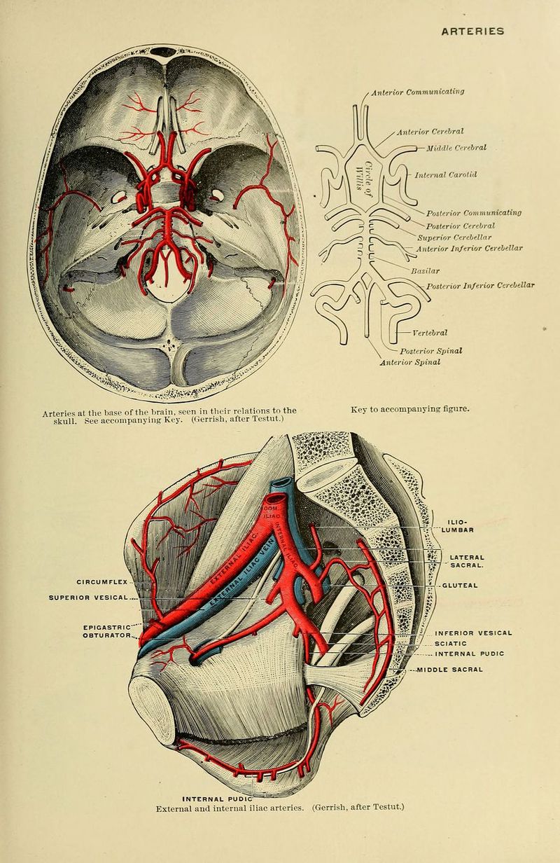 Anterior Communicating Anterior Cerebral Middle Cerebral rnal Carotid Posterior Communicating Posterior Cerebral Superior Cerebellar Anterior Inferior Cerebellar lar Posterior Inferior Cerebellar ebral Arteries at the base of the brain, seen in their relations to the skull. See accompanying Key. (Gerrish, after Testut.) Posterior Spinal Anterior Spiinal Key to accompanying figure. C1RCUMFLE SUPERIOR VESICAL EPIGASTRIC OBTURATOR ^*J ILIO- LUMBAR I LATERAL SACRAL. i-! -GLUTEAL -—V. INFERIOR VESICAL ■j.1- m ■ I SCIATIC .INTERNAL PUDIC —MIDDLE SACRAL INTERNAL PUDIC External and internal iliac arteries. (Gerrish, after Testut.)