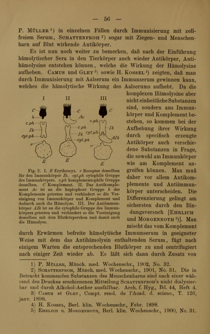 II III Alk P. Müller *) in einzelnen Fällen durch Immunisierung mit zell- freiem Serum, Schattenfroh2) sogar mit Ziegen- und Menschen- harn auf Blut wirkende Antikörper. Es ist nun noch weiter zu bemerken, daß nach der Einführung hämolytischer Sera in den Tierkörper auch wieder Antikörper, Anti- hämolysine entstehen können, welche die Wirkung der Hämolysine aufheben. Camus und Gley 3) sowie H. Kossel 4) zeigten, daß man durch Immunisierung mit Aalserum ein Immunserum gewinnen kann, welches die hämolytische Wirkung des Aalserums aufhebt. Da die komplexen Hämolysine aber nicht einheitliche Substanzen sind, sondern aus Immun- körper und Komplement be- stehen, so kommen bei der Aufhebung ihrer Wirkung durch specifisch erzeugte Antikörper auch verschie- dene Substanzen in Frage, die sowohl am Immunkörper wie am Komplement an- greifen können. Man muß daher vor allem Antikom- plemente und Antiimmun- körper unterscheiden. Die Differenzierung gelingt am sichersten durch den Bin- dungsversuch [Ehrlich und Morgenroth5)]. Man mischt das vom Komplement durch Erwärmen befreite hämolytische Immunserum in geeigneter Weise mit dem das Antihämolysin enthaltenden Serum, fügt nach einigem Warten die entsprechenden Blutkörper zu und centrifugiert nach einiger Zeit wieder ab. Es läßt sich dann durch Zusatz von 1) P. Müller, Münch. med. Wochenschr., 1902, No. 32. 2) Schattenfroh, Münch. med. Wochenschr., 1901, No. 31. Die in Betracht kommenden Substanzen des Menschenharns sind nach einer wäh- rend des Druckes erschienenen Mitteilung Schattenfroh's nicht dialysier- bar und durch Alkohol-Aether ausfällbar. Arch. f. Hyg., Bd. 44, Heft 4. 3) Camus et Gley, Compt. rend. de l'Acad. d. scienc, T. 126, janv. 1898. 4) H. Kossel, Berl. klin. Wochenschr., Febr. 1898. 5) Ehrlich u. Morgenroth, Berl. klin. Wochenschr., 1900, No. 31. Fig. 2. I. E Erythrocyt. r Receptor desselben für den Immunkörper Ik. cyt.ph cytophile Gruppe des Immunkörpers, c.ph komplementophile Gruppe desselben. C Komplement. II. Das Antikomple- ment Ac ist an die haptophore Gruppe h des Komplements getreten und verhindert so die Ver- einigung von Immunkörper und Komplement und dadurch auch die Hämolyse. III. Der Antiimmun- körper Alk ist an die cytophile Gruppe des Immun- körpers getreten und verhindert so die Vereinigung desselben mit dem Blutkörperchen und damit auch die Hämolyse.