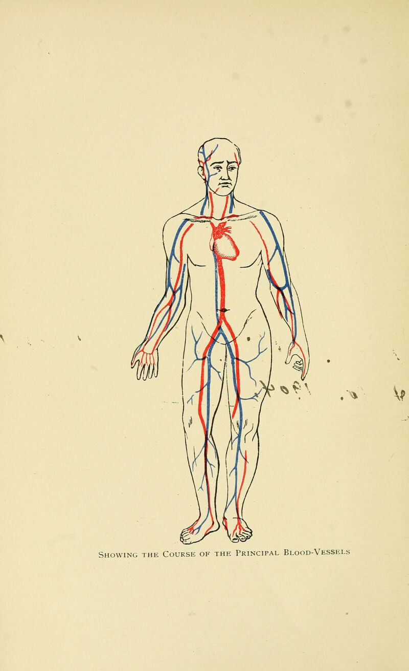 V? Showing the Course of the Principal Blood-Vessels