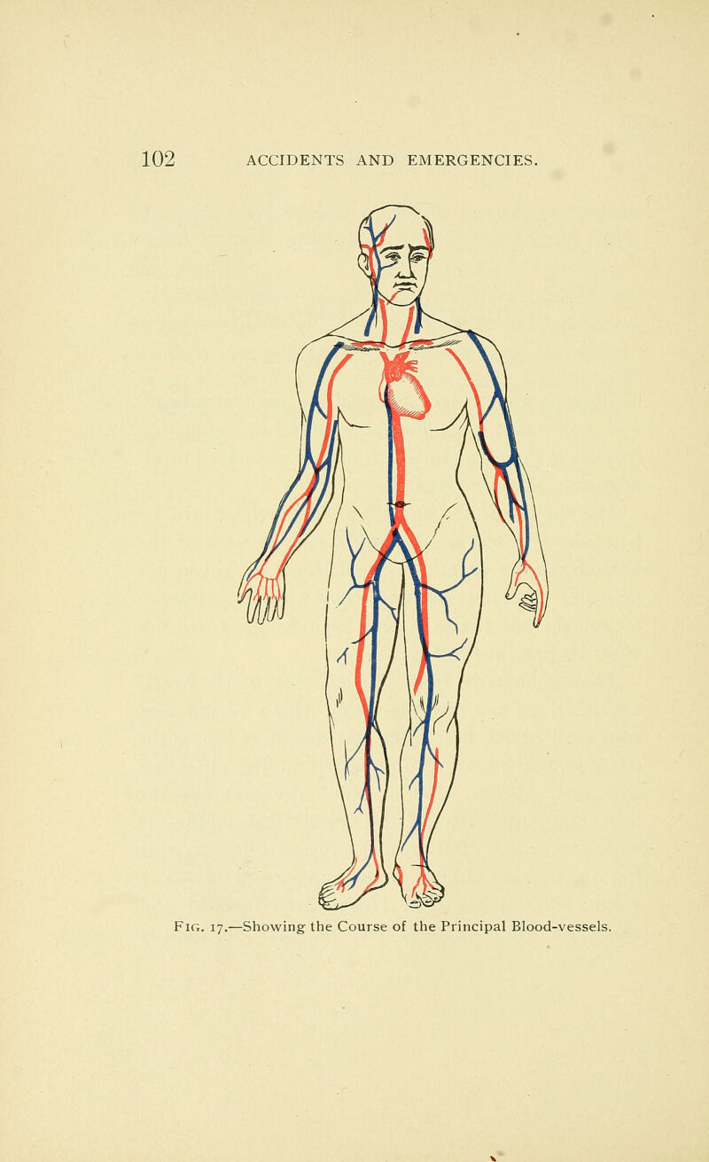 Fig. 17.—Showing the Course of the Principal Blood-vessels.