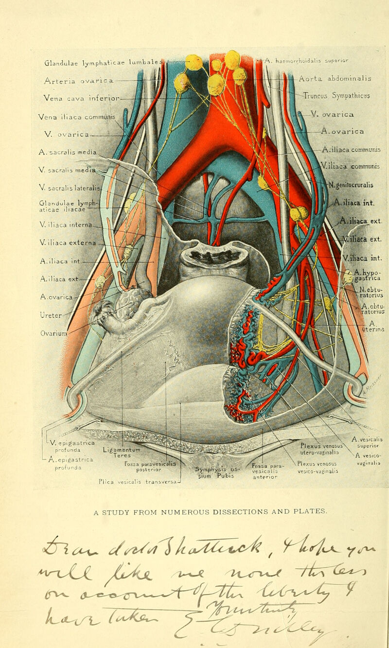 Glandulae lymphat'icae lumbal Arteria ovarica- Vena cava inferio Vena iliaca communis V. ovarica A.sacralis media V sacralis media. Plexus venosusx utero-vagmalis Plexus venosus vesico-vajinalis A.vesicalis superior ^A.vesico- inalis A STUDY FROM NUMEROUS DISSECTIONS AND PLATES.