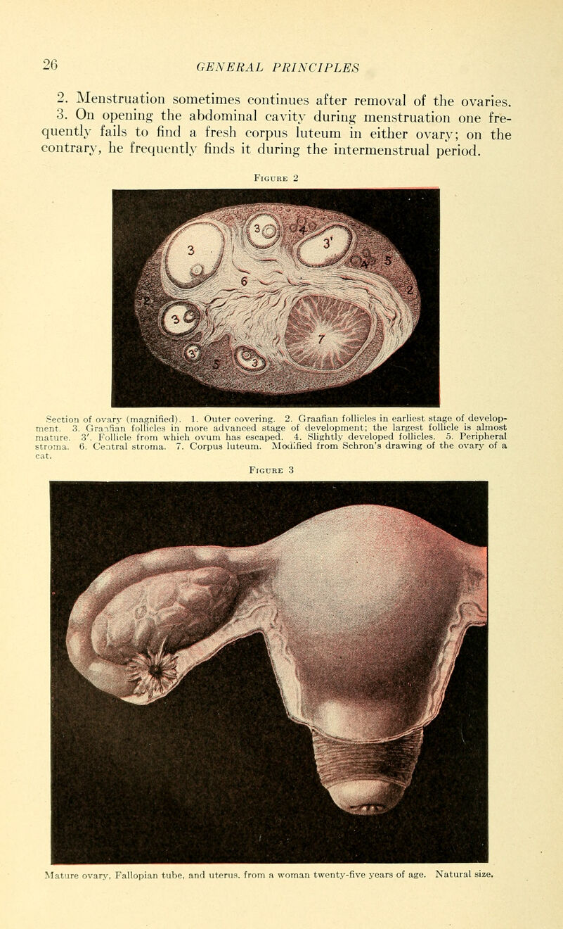 2. Menstruation sometimes continues after removal of the ovaries. 3. On opening the abdominal cavity during menstruation one fre- quently fails to find a fresh corpus luteum in either ovary; on the contrary, he frequently finds it during the intermenstrual period. Figure 2 Section of ovary (magnified). 1. Outer covering. 2. Graafian follicles in earliest stage of develop- ment. 3. Graafian follicles in more advanced stage of development; the largest follicle is almost mature, stroma, cat. Follicle from which ovum has escaped. 4. Slightly developed follicles. 5. Peripheral 6. Central stroma. 7. Corpus luteum. Modified from Schron's drawing of the ovary of a Figure 3 Mature ovary, Fallopian tube, and uterus, from a woman twenty-five years of age. Natural size.