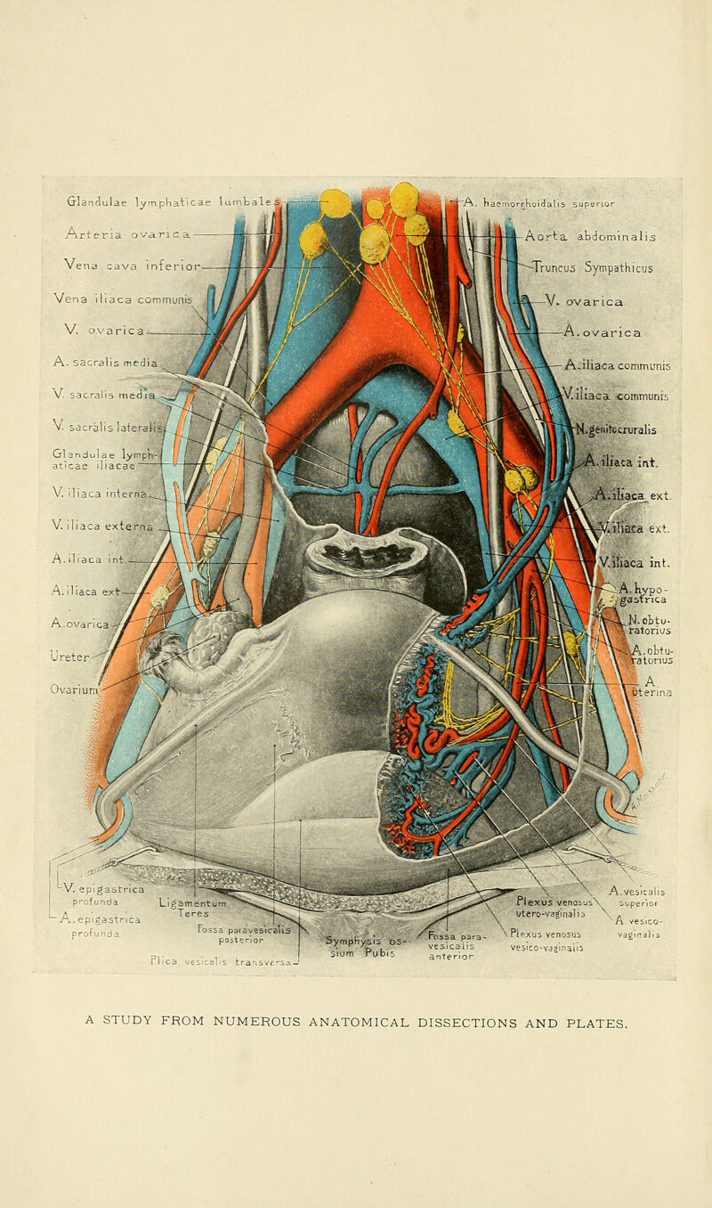 laca commun Glandulae lymphaticae lumfcale Arteria ovarica — Vena cava inferior Ven V. ovarica A. sacraiis media V. sacraiis media. V sacraiis lateral!: A. haemorrhoidalis superior Aorta abdominalis Truncus Sytnpathicus V. ovarica A. ovarica AJJiaca communis V. ihaca. communis LV.epigastnca ~~«a^-— ~~-^~-*^~^J>* profunda Ligam :ntum - ^~-'~^^- A. epigastrica Teres • V** ~^'- profunda fossa parav poster' or Symphysis os Pr ._ sium' 'Pubi; Plica vesicals t \ \ A  i Plexus venosusX superior Vtero-vaginalis \ . A vesico- Plexus venosus vaginalis vesrco-vag'inaiis A STUDY FROM NUMEROUS ANATOMICAL DISSECTIONS AND PLATES.