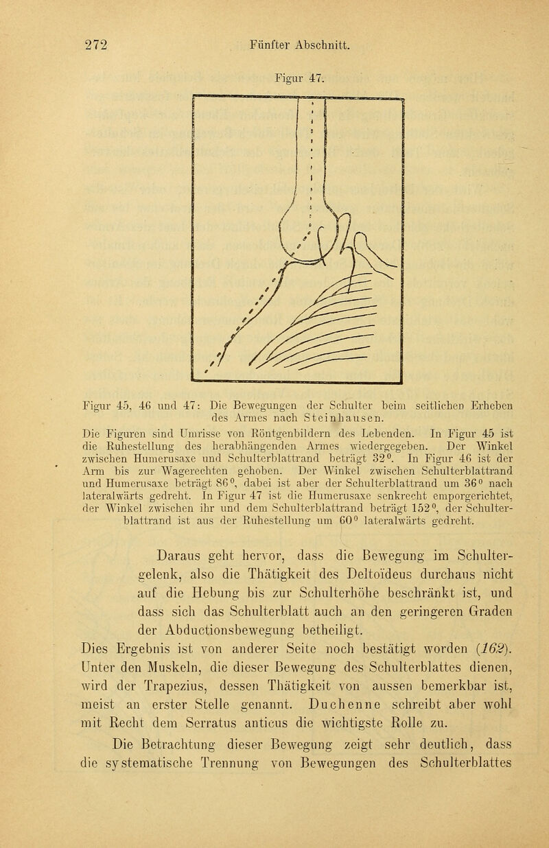 Fia-ur 47. Figur 45, 46 und 47: Die Bewegungen der Schulter beim seitlichen Erheben des Armes nach St ein hausen. Die Figuren sind Umrisse von Röntgenbildern des Lebenden. In Figur 45 ist die Ruhestellung des herabhängenden Armes wiedergegeben. Der Winkel zwischen Humerusaxe und Schulterblattrand beträgt 32°. In Figur 46 ist der Arm bis zur Wagerechten gehoben. Der Winkel zwischen Schulterblattrand und Humerusaxe beträgt 86°, dabei ist aber der Schulterblattrand um 36° nach Jateralwärts gedreht. In Figur 47 ist die Humerusaxe senkrecht emporgerichtet, der Winkel zwischen ihr und dem Schulterblattrand beträgt 152°, der Schulter- blattrand ist aus der Ruhestellung um 60° lateralwärts gedreht. Daraus geht hervor, dass die Bewegung im Schulter- gelenk, also die Thätigkeit des Deltoideus durchaus nicht auf die Hebung bis zur Schulterhöhe beschränkt ist, und dass sich das Schulterblatt auch an den geringeren Graden der Abductionsbewegung betheiligt. Dies Ergebnis ist von anderer Seite noch bestätigt worden {162). Unter den Muskeln, die dieser Bewegung des Schulterblattes dienen, wird der Trapezius, dessen Thätigkeit von aussen bemerkbar ist, meist an erster Stelle genannt. Duchenne schreibt aber wohl mit Recht dem Serratus anticus die wichtigste Rolle zu. Die Betrachtung dieser Bewegung zeigt sehr deutlich, dass die systematische Trennung von Bewegungen des Schulterblattes