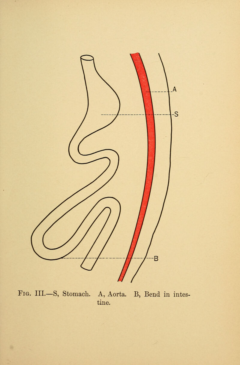 Fig. hi.—S, Stomach. A, Aorta. B, Bend in intes- tine.