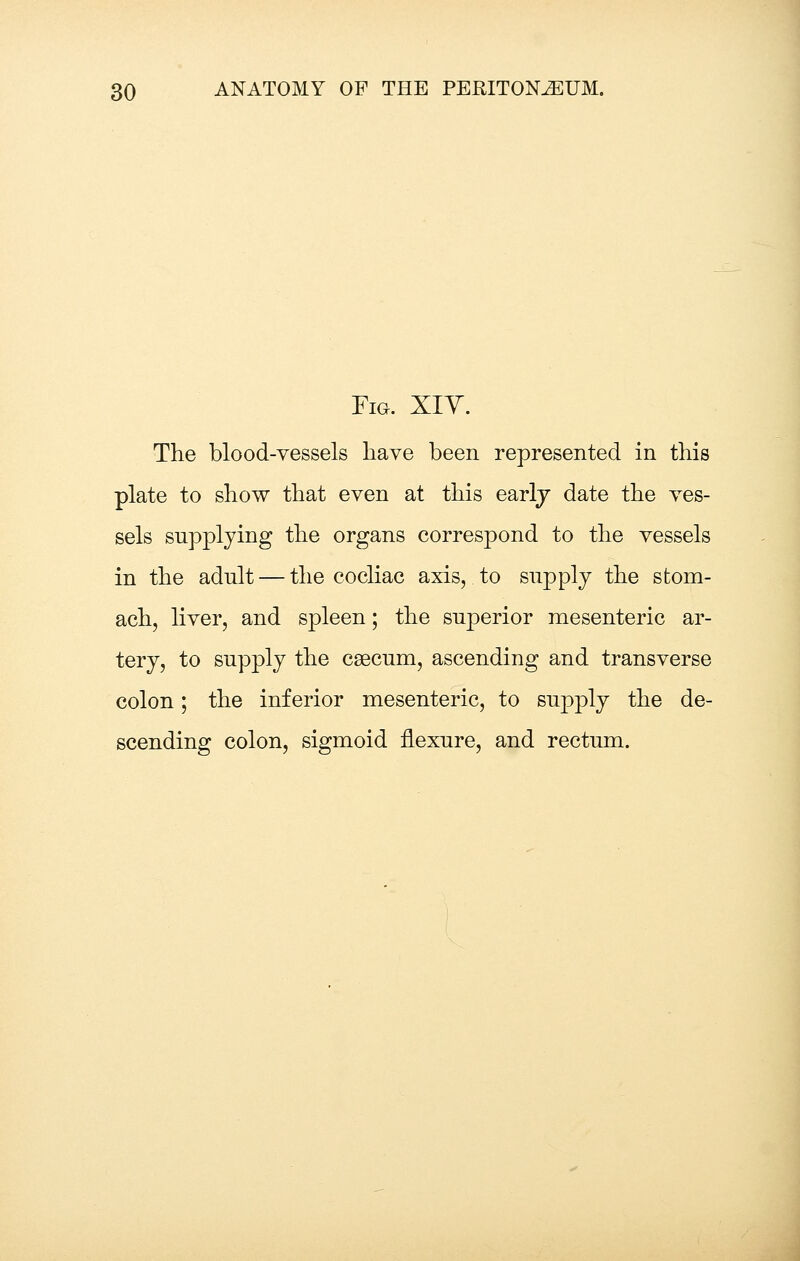 Fig. XIY. The blood-vessels have been represented in this plate to show that even at this earlj date the ves- sels supplying the organs correspond to the vessels in the adult — the cocliac axis, to supply the stom- ach, liver, and spleen; the superior mesenteric ar- tery, to supply the caecum, ascending and transverse colon; the inferior mesenteric, to supply the de- scending colon, sigmoid flexure, and rectum.