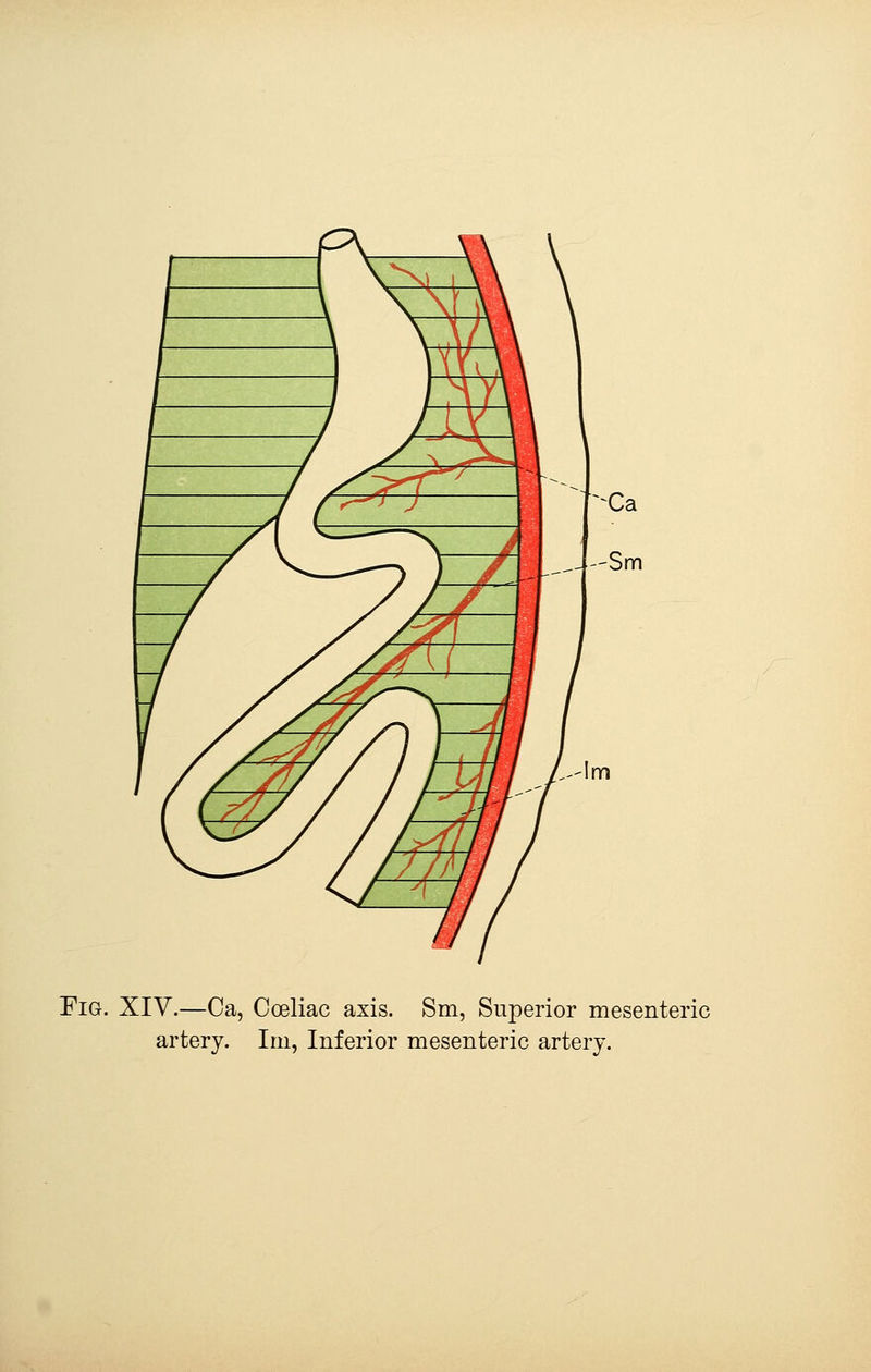 Fig. XIV.—Oa, Coeliac axis. Sm, Superior mesenteric artery. Im, Inferior mesenteric artery.