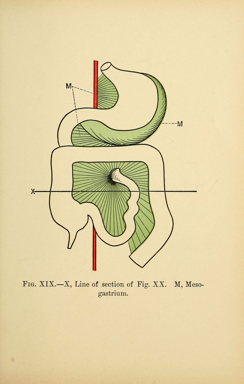 Fig. XIX.—X, Line of section of Fig. XX. M, Meso- gastrium.