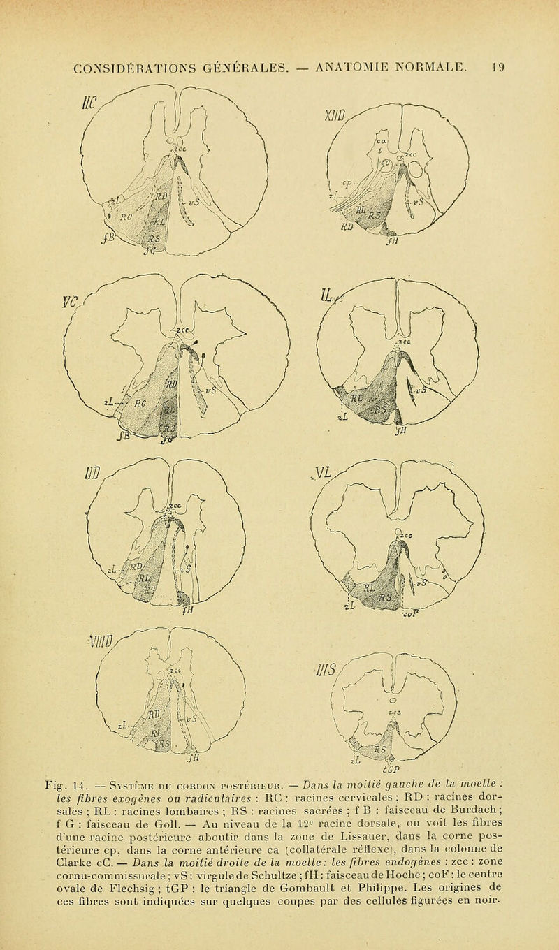 CONSIDERATIONS GÉNÉRALES. lie. ANATOMIE NORMALE. 19 CÛP Fig. 14. — Système du cordon rosTÉRiEUR. — Bans la moitié gauche de la moelle : les fibres exogènes ou radiculaires : RC : racines cervicales; RD : racines dor- sales ; RL: racines lombaires ; RS : racines sacrées ; f B : faisceau de Burdach; f G : faisceau de Goll. — Au niveau de la 12° racine dorsale, on voit les fibres d'une racine postérieure aboutir dans la zone de Lissauer, dans la corne pos- térieure cp, dans la corne antérieure ca (collatérale réflexe), dans la colonne de Clarke cC. — Dans la moitié droite de la moelle: les fibres endogènes : zcc : zone cornu-commissurale ; vS: virgule de Schultze;fH: faisceau de Hoche; coF :1e centre ovale de Flechsig; tGP : le triangle de Gombault et Philippe. Les origines de ces fibres sont indiquées sur quelques coupes par des cellules figui^ées en noir-