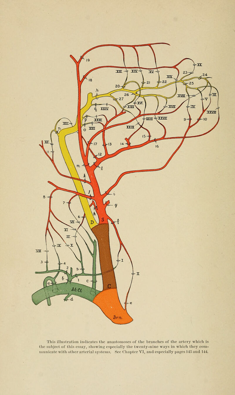 This illustration indicates the anastomoses of the branches of the artery which is the subject of this essay, showing especially the twenty-nine ways in which they com- municate with other arterial systems. See Chapter VI, and especially pages 113 and 144.