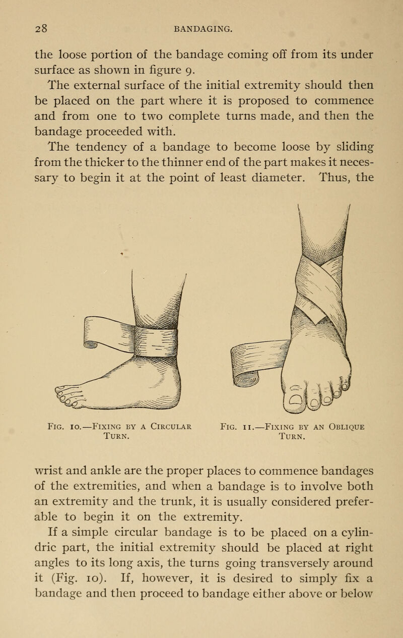the loose portion of the bandage coming off from its under surface as shown in figure 9. The external surface of the initial extremity should then be placed on the part where it is proposed to commence and from one to two complete turns made, and then the bandage proceeded with. The tendency of a bandage to become loose by sliding from the thicker to the thinner end of the part makes it neces- sary to begin it at the point of least diameter. Thus, the Fig. 10.—Fixing by a Circular Turn. Fig. -Fixing by an Oblique Turn. wrist and ankle are the proper places to commence bandages of the extremities, and when a bandage is to involve both an extremity and the trunk, it is usually considered prefer- able to begin it on the extremity. If a simple circular bandage is to be placed on a cylin- dric part, the initial extremity should be placed at right angles to its long axis, the turns going transversely around it (Fig. 10). If, however, it is desired to simply fix a bandage and then proceed to bandage either above or below