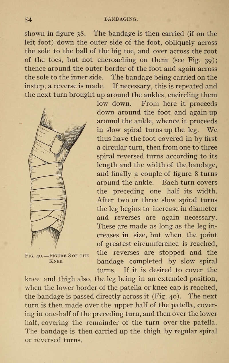 shown in figure 38. The bandage is then carried (if on the left foot) down the outer side of the foot, obliquely across the sole to the ball of the big toe, and over across the root of the toes, but not encroaching on them (see Fig. 39); thence around the outer border of the foot and again across the sole to the inner side. The bandage being carried on the instep, a reverse is made. If necessary, this is repeated and the next turn brought up around the ankles, encircling them low down. From here it proceeds down around the foot and again up around the ankle, whence it proceeds in slow spiral turns up the leg. We thus have the foot covered in by first a circular turn, then from one to three spiral reversed turns according to its length and the width of the bandage, and finally a couple of figure 8 turns around the ankle. Each turn covers the preceding one half its width. After two or three slow spiral turns the leg begins to increase in diameter and reverses are again necessary. These are made as long as the leg in- creases in size, but when the point of greatest circumference is reached, the reverses are stopped and the bandage completed by slow spiral turns. If it is desired to cover the knee and thigh also, the leg being in an extended position, when the lower border of the patella or knee-cap is reached, the bandage is passed directly across it (Fig. 40). The next turn is then made over the upper half of the patella, cover- ing in one-half of the preceding turn, and then over the lower half, covering the remainder of the turn over the patella. The bandage is then carried up the thigh by regular spiral or reversed turns. Fig. 40.—Figure Knee. OF THE