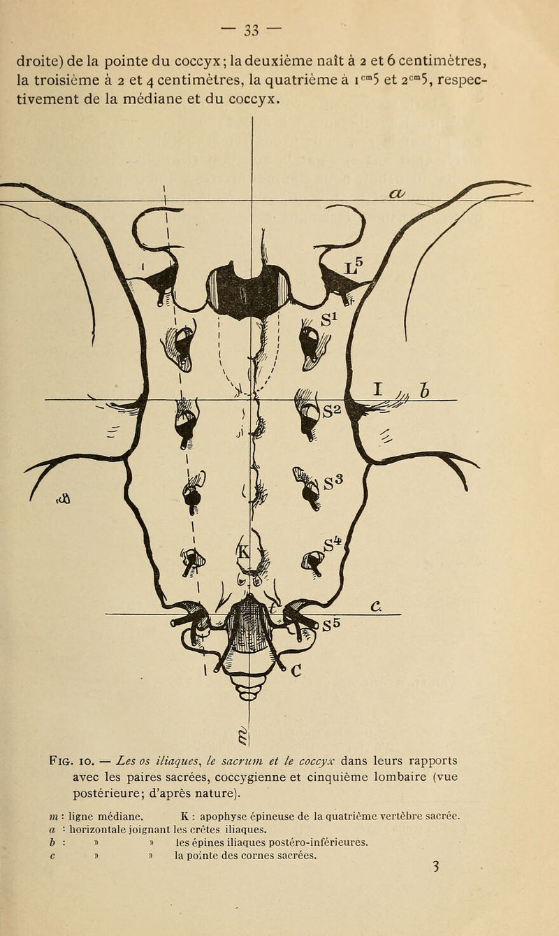 droite) de la pointe du coccyx ; la deuxième naît à 2 et 6 centimètres, la troisième à 2 et 4 centimètres, la quatrième à i'^'°5 et 2'='°5, respec- tivement de la médiane et du coccyx. FiG. 10. — Les os iliaques^ le sacrum et le coccyx dans leurs rapports avec les paires sacrées, coccygienne et cinquième lombaire (vue postérieure; d'après nature). m : ligne médiane. K : apophyse épineuse de la quatrième vertèbre sacrée. a '• horizontale joignant les crêtes iliaques. ft : » » les épines iliaques postéro-inférieures. c » » la pointe des cornes sacrées.