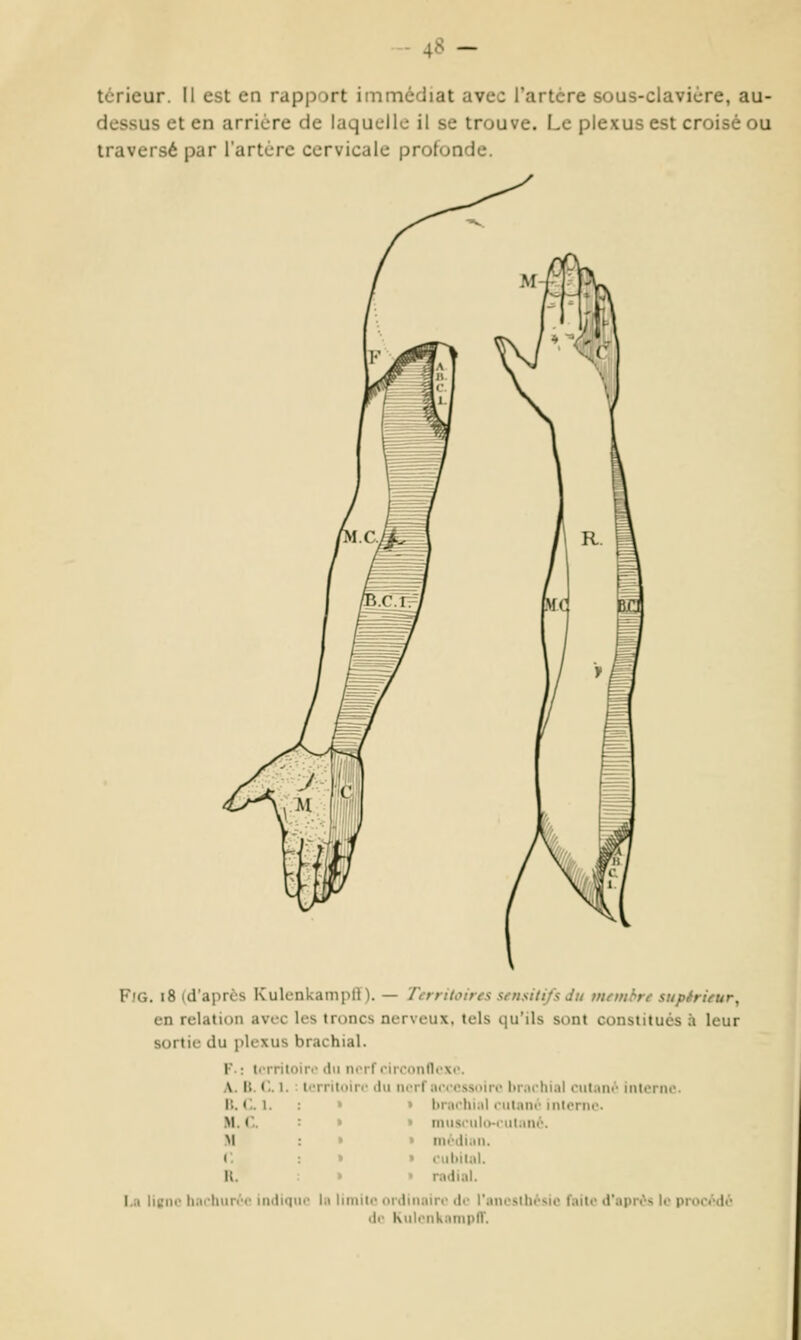 térieur. Il est en rapport immédiat avec l'artère sous-clavicre, au- dessus et en arrière de laquelle il se trouve. Le plexus est croisé ou traversé par l'artère cervicale protonde. Fjg. i8 (d'après Kulenkampff). — Territoires sensitifs du tnemhre supérieur, en relation avec les troncs nerveux, tels qu'ils sont constitués h leur sortie du plexus brachial. F-: torritoin-du norfrirconfli'xc. A. B. (.. 1. : territoire du nerf acccssDire Itrarhial cutam' interne. II. <-. 1. : » » lirarhial eulnné interne. M. ('. » » mnseiilivriitani^. M : > > mi'dian. r. : » » eiiliital. II. • • radial. I.a ligne harhurée indique la limite ordinnire de l'ancsthèsic faite d'après le proc/'dé dr Kulcnknmpff.