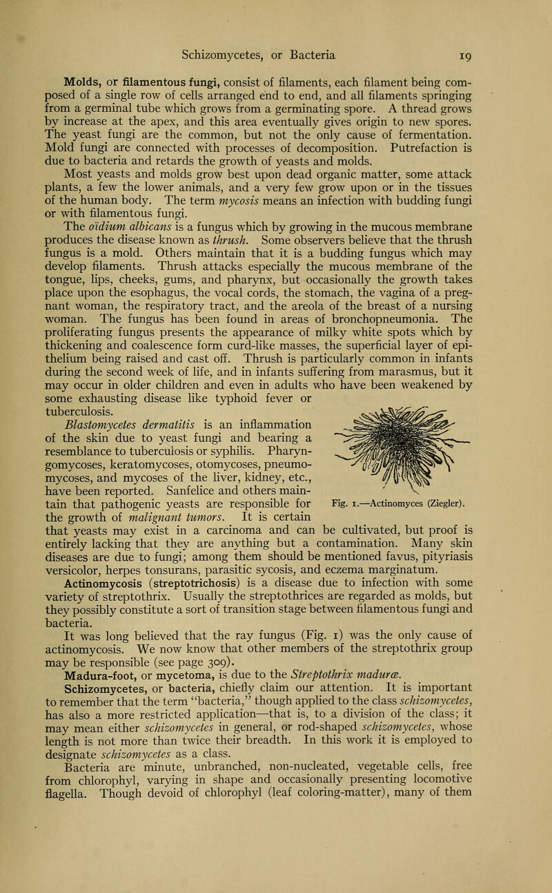 Molds, or filamentous fungi, consist of filaments, each filament being com- posed of a single row of cells arranged end to end, and all filaments springing from a germinal tube which grows from a germinating spore. A thread grows by increase at the apex, and this area eventually gives origin to new spores. The yeast fungi are the common, but not the only cause of fermentation. Mold fungi are connected with processes of decomposition. Putrefaction is due to bacteria and retards the growth of yeasts and molds. Most yeasts and molds grow best upon dead organic matter, some attack plants, a few the lower animals, and a very few grow upon or in the tissues of the human body. The term mycosis means an infection with budding fungi or with filamentous fungi. The oidium albicans is a fungus which by growing in the mucous membrane produces the disease known as thrush. Some observers believe that the thrush fungus is a mold. Others maintain that it is a budding fungus which may develop filaments. Thrush attacks especially the mucous membrane of the tongue, lips, cheeks, gums, and pharynx, but occasionally the growth takes place upon the esophagus, the vocal cords, the stomach, the vagina of a preg- nant woman, the respiratory tract, and the areola of the breast of a nursing woman. The fungus has been found in areas of bronchopneumonia. The proliferating fungus presents the appearance of milky white spots which by thickening and coalescence form curd-like masses, the superficial layer of epi- thelium being raised and cast off. Thrush is particularly common in infants during the second week of life, and in infants suffering from marasmus, but it may occur in older children and even in adults who have been weakened by some exhausting disease like typhoid fever or tuberculosis. Blastomycetes dermatitis is an inflammation of the skin due to yeast fungi and bearing a resemblance to tuberculosis or syphilis. Pharyn- gomycoses, keratomycoses, otomycoses, pneumo- mycoses, and mycoses of the liver, kidney, etc., have been reported. Sanfelice and others main- tain that pathogenic yeasts are responsible for Fig. 1.—Actinomyces (Ziegler). the growth of malignant tumors. It is certain that yeasts may exist in a carcinoma and can be cultivated, but proof is entirely lacking that they are anything but a contamination. Many skin diseases are due to fungi; among them should be mentioned favus, pityriasis versicolor, herpes tonsurans, parasitic sycosis, and eczema marginatum. Actinomycosis (streptotrichosis) is a disease due to infection with some variety of streptothrix. Usually the streptothrices are regarded as molds, but they possibly constitute a sort of transition stage between filamentous fungi and bacteria. It was long believed that the ray fungus (Fig. 1) was the only cause of actinomycosis. We now know that other members of the streptothrix group may be responsible (see page 309). Madura-foot, or mycetoma, is due to the Streptothrix maduroe. Schizomycetes, or bacteria, chiefly claim our attention. It is important to remember that the term bacteria, though applied to the class schizomycetes, has also a more restricted application—that is, to a division of the class; it may mean either schizomycetes in general, or rod-shaped schizomycetes, whose length is not more than twice their breadth. In this work it is employed to designate schizomycetes as a class. Bacteria are minute, unbranched, non-nucleated, vegetable cells, free from chlorophyl, varying in shape and occasionally presenting locomotive flagella. Though devoid of chlorophyl (leaf coloring-matter), many of them