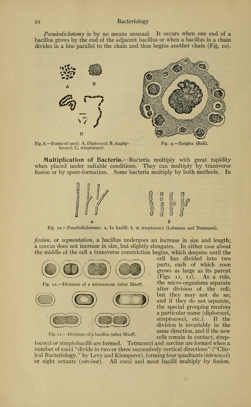 Pseudodichotomy is by no means unusual. It occurs when one end of a bacillus grows by the end of the adjacent bacillus or when a bacillus in a chain divides in a line parallel to the chain and thus begins another chain (Fig. 10). «1 V» •••»••••% Fig. 8.—Forms of cocci: A, Diplococci; B, staphy- lococci; C, streptococci. Fig. q.—Zooglea (Ball). Multiplication of Bacteria.—Bacteria multiply with great rapidity when placed under suitable conditions. They can multiply by transverse fission or by spore-formation. Some bacteria multiply by both methods. In n TV I s on Q 8 8 Fig. io.—Pseudodichotomy: a, In bacilli; b, in streptococci (Lehmann and Neumann). Fig. ii.—Divisions of a micrococcus (after Macfi). fission, or segmentation, a bacillus undergoes an increase in size and length; a coccus does not increase in size, but slightly elongates. In either case about the middle of the cell a transverse constriction begins, which deepens until the ,..., ,—^ cell has divided into two parts, each of which soon grows as large as its parent (Figs, ii, 12). As a rule, the micro-organisms separate after division of the cell; but they may not do so; and if they do not separate, the special grouping receives a particular name (diplococci, streptococci, etc.). If the division is invariably in the same direction, and if the new cells remain in contact, strep- ^Svi,-.--^ ! C: ZZ-'-Z~Zs Fig. 12.—Divisions of a bacillus (after Mace). tococci or streptobacilli are formed. Tetracocci and sarcinae are formed when a number of cocci divide in two or three successively vertical directions (Clin- ical Bacteriology, by Levy and Klemperer), forming four quadrants {tetracocci) or eight octants (sarcina). All cocci and most bacilli multiply by fission.