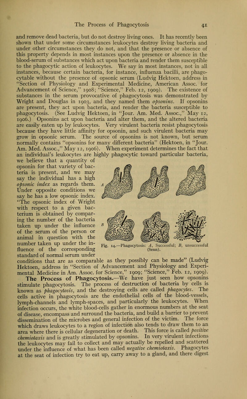 and remove dead bacteria, but do not destroy living ones. It has recently been shown that under some circumstances leukocytes destroy living bacteria and under other circumstances they do not, and that the presence or absence of this property depends in most instances upon the presence or absence in the blood-serum of substances which act upon bacteria and render them susceptible to the phagocytic action of leukocytes. We say in most instances, not in all instances, because certain bacteria, for instance, influenza bacilli, are phago- cytable without the presence of opsonic serum (Ludvig Hektoen, address in Section of Physiology and Experimental Medicine, American Assoc, for Advancement of Science, 1908; Science, Feb. 12, 1909). The existence of substances in the serum provocative of phagocytosis was demonstrated by Wright and Douglas in 1903, and they named them opsonins. If opsonins are present, they act upon bacteria, and render the bacteria susceptible to phagocytosis. (See Ludvig Hektoen, in Jour. Am. Med. Assoc, May 12, 1906.) Opsonins act upon bacteria and alter them, and the altered bacteria are easily eaten up by leukocytes. Very virulent bacteria resist phagocytosis because they have little affinity for opsonin, and such virulent bacteria may grow in opsonic serum. The source of opsonins is not known, but serum normally contains opsonins for many different bacteria (Hektoen, in Jour. Am. Med. Assoc, May 12, 1906). When experiment determines the fact that an individual's leukocytes are highly phagocytic toward particular bacteria, we believe that a quantity of opsonin for that variety of bac- teria is present, and we may say the individual has a high opsonic index as regards them. Under opposite conditions we say he has a low opsonic index. The opsonic index of Wright with respect to a given bac- terium is obtained by compar- ing the number of the bacteria taken up under the influence of the serum of the person or animal in question with the number taken up under the in- fluence of the corresponding standard of normal serum under conditions that are as comparable as they possibly can be made (Ludvig Hektoen, address in Section of Advancement and Physiology and Experi- mental Medicine in Am. Assoc for Science, 1909; Science, Feb. 12, 1909). The Process of Phagocytosis.—We have just seen how opsonins stimulate phagocytosis. The process of destruction of bacteria by cells is known as phagocytosis, and the destroying cells are called phagocytes. The cells active in phagocytosis are the endothelial cells of the blood-vessels, lymph-channels and lymph-spaces, and particularly the leukocytes. When infection occurs, the white blood-cells gather in enormous numbers at the seat of disease, encompass and surround the bacteria, and build a barrier to prevent dissemination of the microbes and general infection of the victim. The force which draws leukocytes to a region of infection also tends to draw them to an area where there is cellular degeneration or death. This force is called positive chemiotaxis and is greatly stimulated by opsonins. In very virulent infections the leukocytes may fail to collect and may actually be repelled and scattered under the influence of what has been called negative chemiotaxis. Phagocytes at the seat of infection try to eat up, carry away to a gland, and there digest Fig. 14.- -Phagocytosis: A, Successful; (Senn). B, unsuccessful