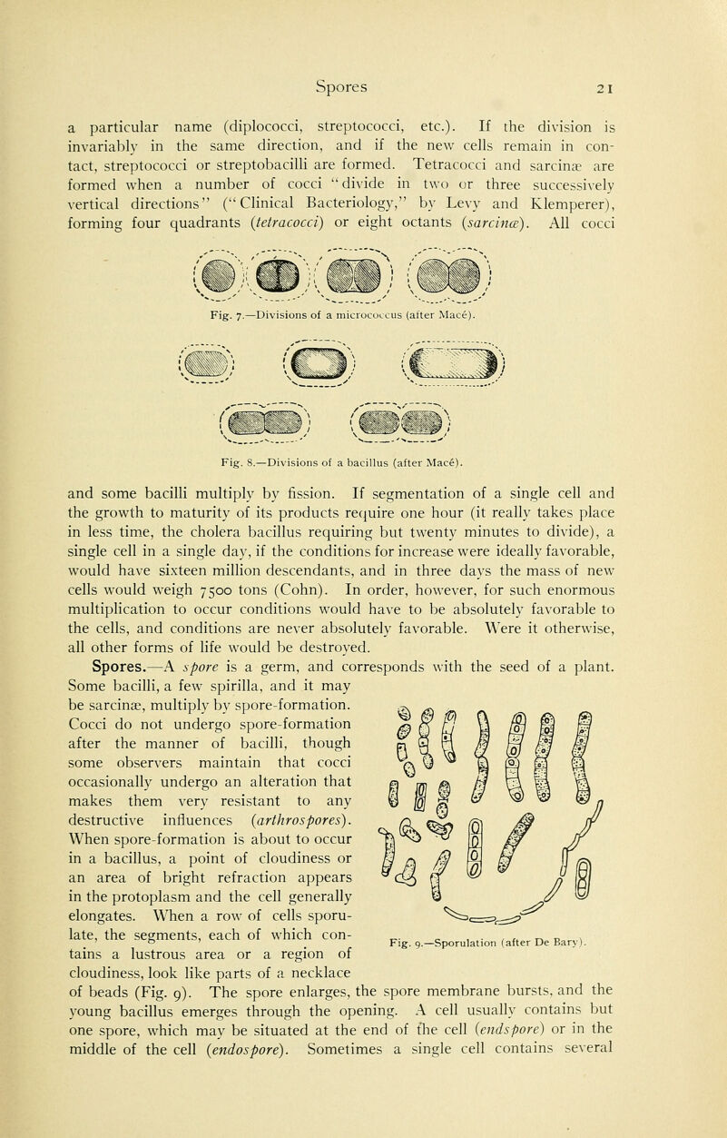 a particular name (diplococci, streptococci, etc.). If the division is invariably in the same direction, and if the new cells remain in con- tact, streptococci or streptobacilli are formed. Tetracocci and sarcina? are formed when a number of cocci divide in two or three successively vertical directions (Clinical Bacteriology, by Levy and Klemperer), forming four quadrants (tetracocci) or eight octants (sarcina). All cocci Fig. 7.—Divisions of a micrococcus (after Mace). Fig. 8.—Divisions of a bacillus (after Mace). and some bacilli multiply by fission. If segmentation of a single cell and the growth to maturity of its products require one hour (it really takes place in less time, the cholera bacillus requiring but twenty minutes to divide), a single cell in a single day, if the conditions for increase were ideally favorable, would have sixteen million descendants, and in three days the mass of new cells would weigh 7500 tons (Cohn). In order, however, for such enormous multiplication to occur conditions would have to be absolutely favorable to the cells, and conditions are never absolutely favorable. Were it otherwise, all other forms of life would be destroyed. Spores.—A spore is a germ, and corresponds with the seed of a plant. Some bacilli, a few spirilla, and it may be sarcinas, multiply by spore-formation. Cocci do not undergo spore-formation after the manner of bacilli, though some observers maintain that cocci occasionally undergo an alteration that makes them very resistant to any destructive influences (arthrospores). When spore-formation is about to occur in a bacillus, a point of cloudiness or an area of bright refraction appears in the protoplasm and the cell generally elongates. When a row of cells sporu- late, the segments, each of which con- tains a lustrous area or a region of cloudiness, look like parts of a necklace of beads (Fig. 9). The spore enlarges, the spore membrane bursts, and the young bacillus emerges through the opening. A cell usually contains but one spore, which may be situated at the end of the cell (endspore) or in the middle of the cell (endospore). Sometimes a single cell contains several Fig. 9.—Sporulation (after De Bary).