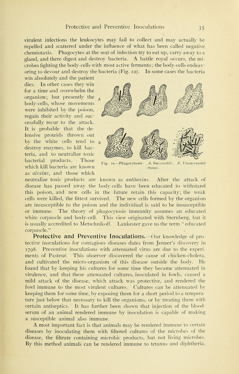 Protective and Preventive Inoculations -Phagocytosis A, Successful: (Senn). B, Unsuccessful virulent infections the leukocytes may fail to collect and may actually be repelled and scattered under the influence of what has been called negative chemiotaxis. Phagocytes at the seat of infection try to eat up, carry away to a gland, and there digest and destroy bacteria. A battle royal occurs, the mi- crobes fighting the body-cells with most active ferments; the body-cells endeav- oring to devour and destroy the bacteria (Fig. 10). In some cases the bacteria win absolutely and the patient dies. In other cases they win for a time and overwhelm the organism; but presently the body-cells, whose movements were inhibited by the poison, regain their activity and suc- cessfully recur to the attack. It is probable that the de- fensive proteids thrown out by the white cells tend to destroy enzymes, to kill bac- teria, and to neutralize toxic bacterial products. Those which kill bacteria are known as alexins, and those which neutralize toxic products are known as antitoxins. After the attack of disease has passed away the body-cells have been educated to withstand this poison, and new cells in the future retain this capacity; the weak cells were killed, the fittest survived. The new cells formed by the organism are insusceptible to the poison and the individual is said to be insusceptible or immune. The theory of phagocytosis immunity assumes an educated white corpuscle and body-cell. This view originated with Sternberg, but it is usually accredited to Metschnikoff. Lankester gave us the term  educated corpuscle. Protective and Preventive Inoculations.—Our knowledge of pro- tective inoculations for contagious diseases dates from Jenner's discovery in 1798. Preventive inoculations with attenuated virus are due to the experi- ments of Pasteur. This observer discovered the cause of chicken-cholera, and cultivated the micro-organism of this disease outside the body. He found that by keeping his cultures for some time they became attenuated in virulence, and that these attenuated cultures, inoculated in fowls, caused a mild attack of the disease, which attack was protective, and rendered the fowl immune to the most virulent cultures. Cultures can be attenuated by keeping them for some time, by exposing them for a short period to a tempera- ture just below that necessary to kill the organisms, or by treating them with certain antiseptics. It has further been shown that injection of the blood- serum of an animal rendered immune by inoculation is capable of making a susceptible animal also immune. A most important fact is that animals may be rendered immune to certain diseases by inoculating them with filtered cultures of the microbes of the disease, the filtrate containing microbic products, but not living microbes. By this method animals can be rendered immune to tetanus and diphtheria.