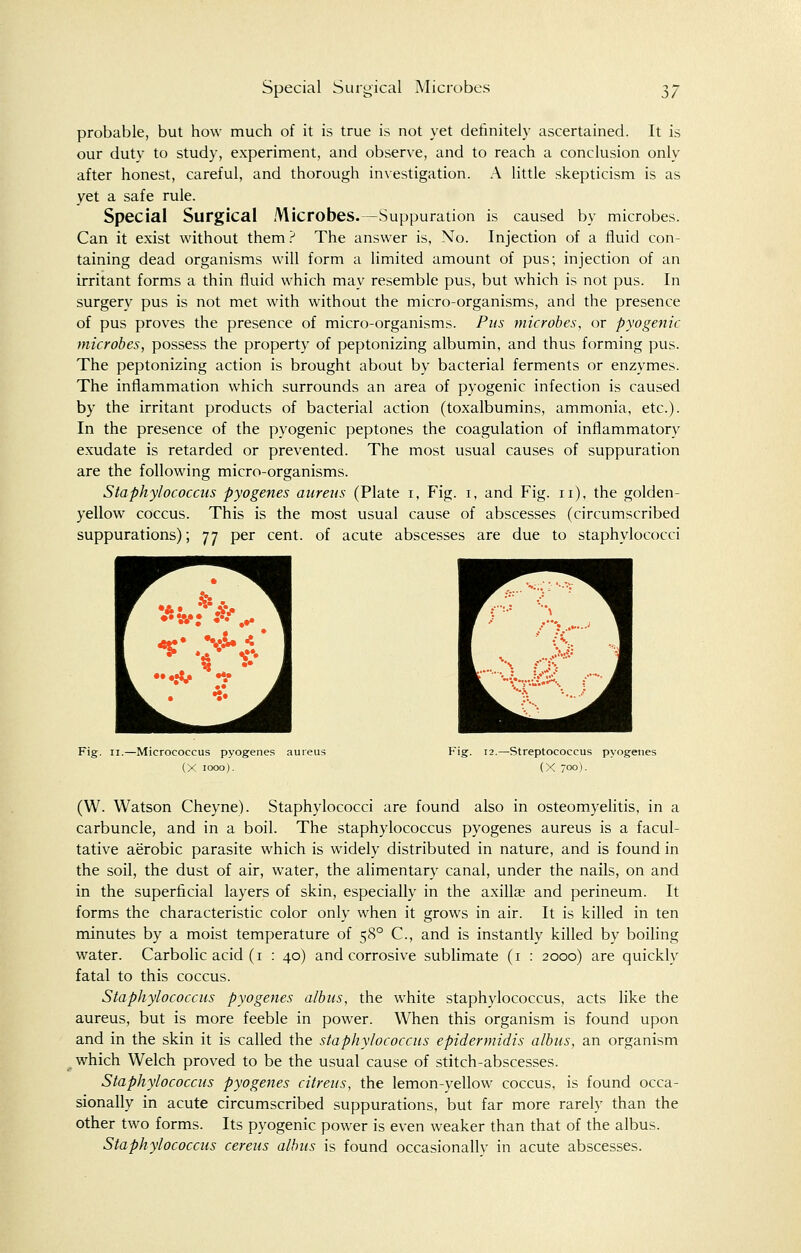 probable, but how much of it is true is not yet definitely ascertained. It is our duty to study, experiment, and observe, and to reach a conclusion only after honest, careful, and thorough investigation. A little skepticism is as yet a safe rule. Special Surgical Microbes.—Suppuration is caused by microbes. Can it exist without them? The answer is, No. Injection of a fluid con- taining dead organisms will form a limited amount of pus; injection of an irritant forms a thin fluid which may resemble pus, but which is not pus. In surgery pus is not met with without the micro-organisms, and the presence of pus proves the presence of micro-organisms. Pus microbes, or pyogenic microbes, possess the property of peptonizing albumin, and thus forming pus. The peptonizing action is brought about by bacterial ferments or enzymes. The inflammation which surrounds an area of pyogenic infection is caused by the irritant products of bacterial action (toxalbumins, ammonia, etc.). In the presence of the pyogenic peptones the coagulation of inflammatory exudate is retarded or prevented. The most usual causes of suppuration are the following micro-organisms. Staphylococcus pyogenes aureus (Plate 1, Fig. 1, and Fig. 11), the golden- yellow coccus. This is the most usual cause of abscesses (circumscribed suppurations); 77 per cent, of acute abscesses are due to staphylococci Fig. 11.—Micrococcus pyogenes aureus Fig. 12.—Streptococcus pyogenes (X 1000). (X 7°°)- (W. Watson Cheyne). Staphylococci are found also in osteomyelitis, in a carbuncle, and in a boil. The staphylococcus pyogenes aureus is a facul- tative aerobic parasite which is widely distributed in nature, and is found in the soil, the dust of air, water, the alimentary canal, under the nails, on and in the superficial layers of skin, especially in the axillae and perineum. It forms the characteristic color only when it grows in air. It is killed in ten minutes by a moist temperature of 580 C, and is instantly killed by boiling water. Carbolic acid (1 : 40) and corrosive sublimate (1 : 2000) are quickly fatal to this coccus. Staphylococcus pyogenes albus, the white staphylococcus, acts like the aureus, but is more feeble in power. When this organism is found upon and in the skin it is called the staphylococcus epidermidis albus, an organism which Welch proved to be the usual cause of stitch-abscesses. Staphylococcus pyogenes citreus, the lemon-yellow coccus, is found occa- sionally in acute circumscribed suppurations, but far more rarely than the other two forms. Its pyogenic power is even weaker than that of the albus. Staphylococcus cereus albus is found occasionallv in acute abscesses.
