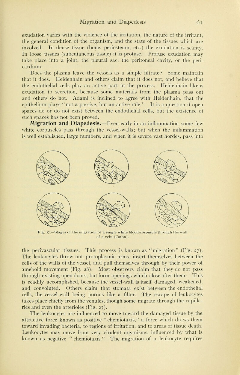 exudation varies with the violence of the irritation, the nature of the irritant, the general condition of the organism, and the state of the tissues which are involved. In dense tissue (bone, periosteum, etc.) the exudation is scanty. In loose tissues (subcutaneous tissue) it is profuse. Profuse exudation may take place into a joint, the pleural sac, the peritoneal cavity, or the peri- cardium. Does the plasma leave the vessels as a simple filtrate? Some maintain that it does. Heidenhain and others claim that it does not, and believe that the endothelial cells play an active part in the process. Heidenhain likens exudation to secretion, because some materials from the plasma pass out and others do not. Adami is inclined to agree with Heidenhain, that the epithelium plays not a passive, but an active role. It is a question if open spaces do or do not exist between the endothelial cells, but the existence of such spaces has not been proved. Migration and Diapedesis.—Even early in an inflammation some few white corpuscles pass through the vessel-walls; but when the inflammation is well established, large numbers, and when it is severe vast hordes, pass into Fig. 27.—Stages of the migration of a single white blood-corpuscle through the wall of a vein (Caton). the perivascular tissues. This process is known as migration (Fig. 27). The leukocytes throw out protoplasmic arms, insert themselves between the cells of the walls of the vessel, and pull themselves through by their power of ameboid movement (Fig. 28). Most observers claim that they do not pass through existing open doors, but form openings which close after them. This is readily accomplished, because the vessel-wall is itself damaged, weakened, and convoluted. Others claim that stomata exist between the endothelial cells, the vessel-wall being porous like a filter. The escape of leukocytes takes place chiefly from the venules, though some migrate through the capilla- ries and even the arterioles (Fig. 27). The leukocytes are influenced to move toward the damaged tissue by the attractive force known as positive  chemiotaxis, a force which draws them toward invading bacteria, to regions of irritation, and to areas of tissue death. Leukocytes may move from very virulent organisms, influenced by what is known as negative  chemiotaxis. The migration of a leukocyte requires
