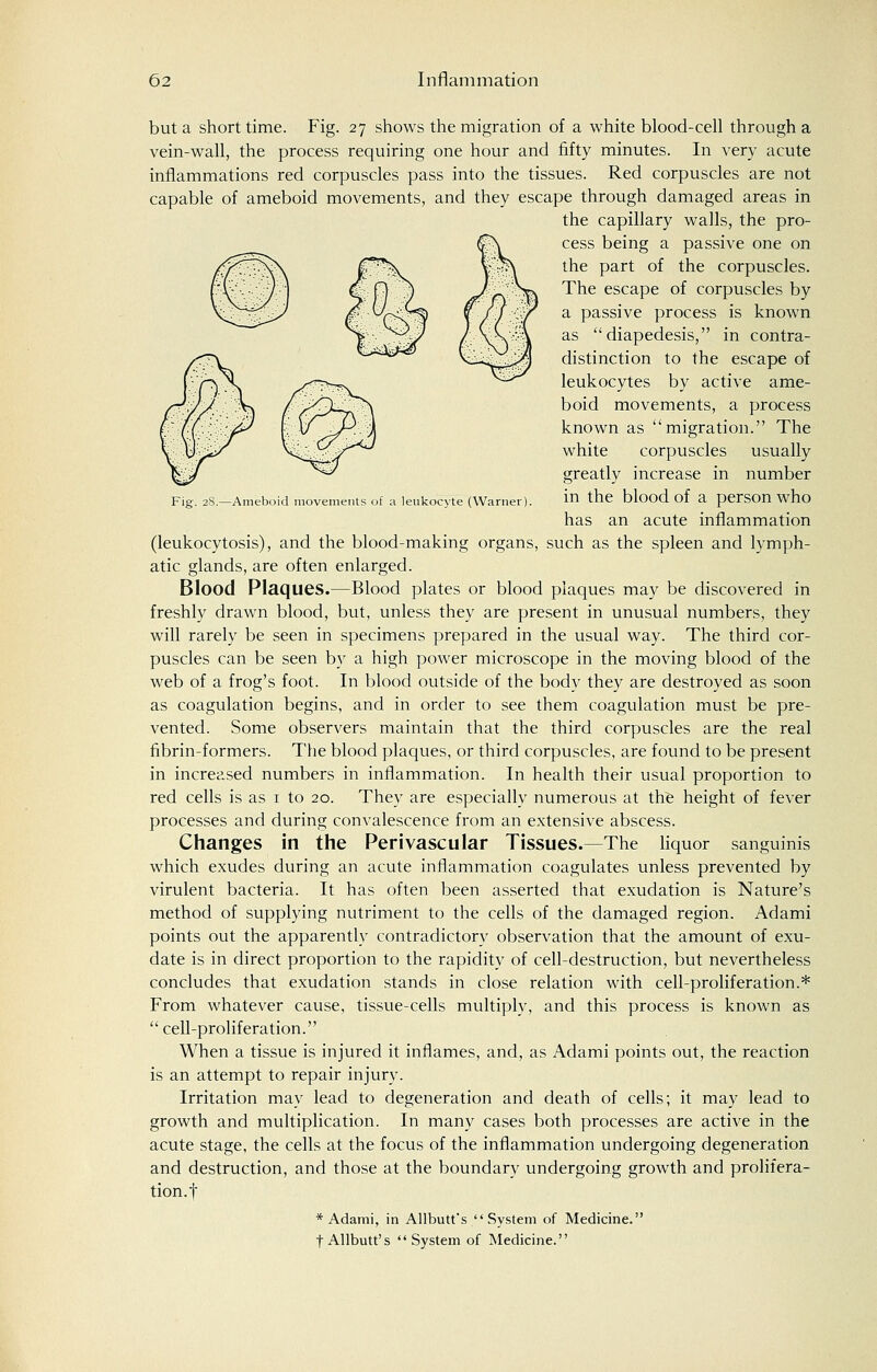 Fig. 2S.—Ameboid movements of a leukocyte (Warner). but a short time. Fig. 27 shows the migration of a white blood-cell through a vein-wall, the process requiring one hour and fifty minutes. In very acute inflammations red corpuscles pass into the tissues. Red corpuscles are not capable of ameboid movements, and they escape through damaged areas in the capillary walls, the pro- cess being a passive one on the part of the corpuscles. The escape of corpuscles by a passive process is known as diapedesis, in contra- distinction to the escape of leukocytes by active ame- boid movements, a process known as migration. The white corpuscles usually greatly increase in number in the blood of a person who has an acute inflammation (leukocytosis), and the blood-making organs, such as the spleen and lymph- atic glands, are often enlarged. Blood Plaques.—Blood plates or blood plaques may be discovered in freshly drawn blood, but, unless they are present in unusual numbers, they will rarely be seen in specimens prepared in the usual way. The third cor- puscles can be seen by a high power microscope in the moving blood of the web of a frog's foot. In blood outside of the body they are destroyed as soon as coagulation begins, and in order to see them coagulation must be pre- vented. Some observers maintain that the third corpuscles are the real fibrin-formers. The blood plaques, or third corpuscles, are found to be present in increased numbers in inflammation. In health their usual proportion to red cells is as 1 to 20. They are especially numerous at the height of fever processes and during convalescence from an extensive abscess. Changes in the Perivascular Tissues.—The liquor sanguinis which exudes during an acute inflammation coagulates unless prevented by virulent bacteria. It has often been asserted that exudation is Nature's method of supplying nutriment to the cells of the damaged region. Adami points out the apparently contradictory observation that the amount of exu- date is in direct proportion to the rapidity of cell-destruction, but nevertheless concludes that exudation stands in close relation with cell-proliferation.* From whatever cause, tissue-cells multiply, and this process is known as  cell-proliferation. When a tissue is injured it inflames, and, as Adami points out, the reaction is an attempt to repair injury. Irritation may lead to degeneration and death of cells; it may lead to growth and multiplication. In many cases both processes are active in the acute stage, the cells at the focus of the inflammation undergoing degeneration and destruction, and those at the boundary undergoing growth and prolifera- tion.! * Adami, in Allbutt's System of Medicine.