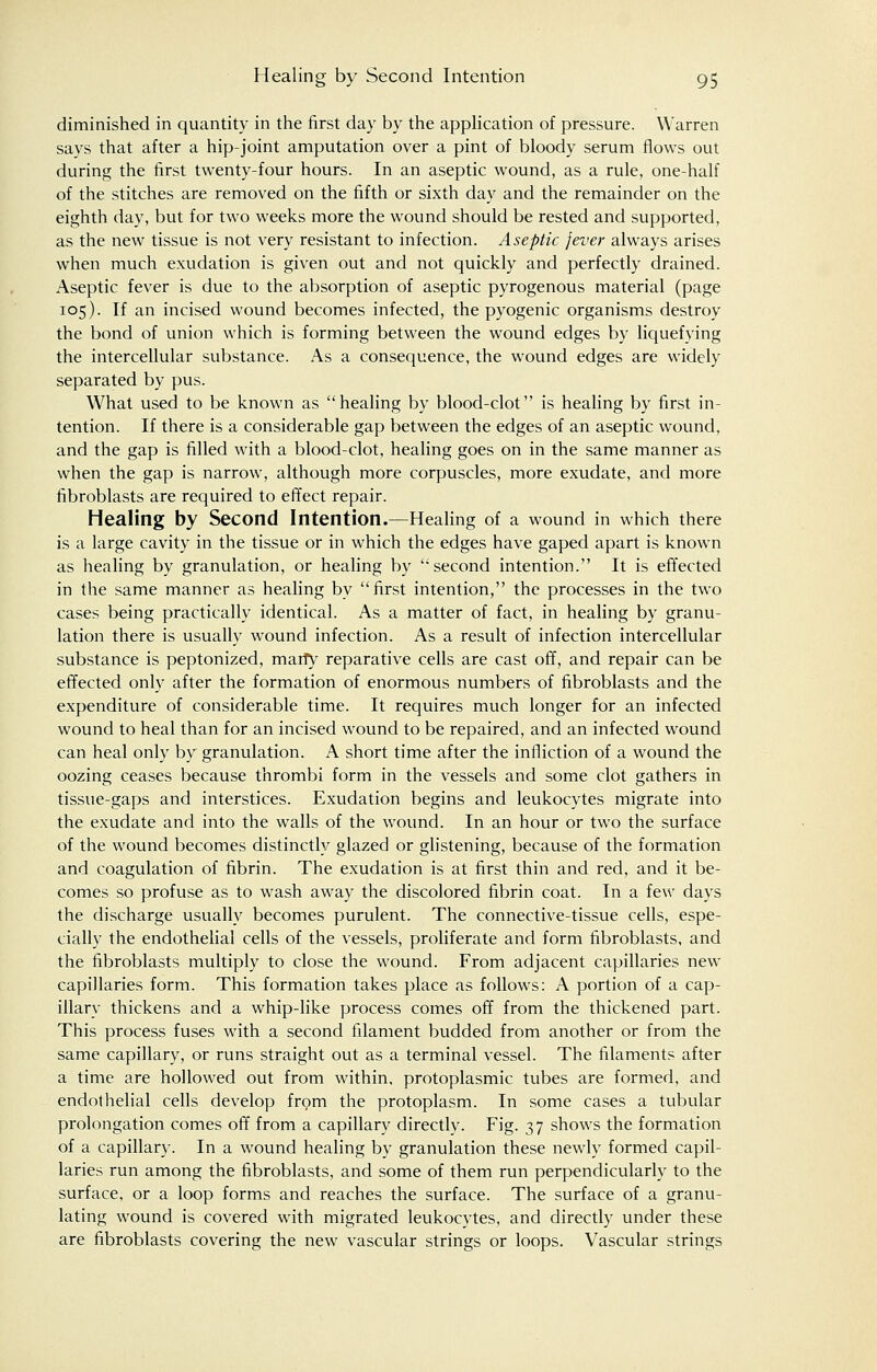 diminished in quantity in the first day by the application of pressure. Warren says that after a hip-joint amputation over a pint of bloody serum flows out during the first twenty-four hours. In an aseptic wound, as a rule, one-half of the stitches are removed on the fifth or sixth day and the remainder on the eighth day, but for two weeks more the wound should be rested and supported, as the new tissue is not very resistant to infection. Aseptic fever always arises when much exudation is given out and not quickly and perfectly drained. Aseptic fever is due to the absorption of aseptic pyrogenous material (page 105). If an incised wound becomes infected, the pyogenic organisms destroy the bond of union which is forming between the wound edges by liquefying the intercellular substance. As a consequence, the wound edges are widely separated by pus. What used to be known as healing by blood-clot is healing by first in- tention. If there is a considerable gap between the edges of an aseptic wound, and the gap is filled with a blood-clot, healing goes on in the same manner as when the gap is narrow, although more corpuscles, more exudate, and more fibroblasts are required to effect repair. Healing by Second Intention.—Healing of a wound in which there is a large cavity in the tissue or in which the edges have gaped apart is known as healing by granulation, or healing by  second intention. It is effected in the same manner as healing by first intention, the processes in the two cases being practically identical. As a matter of fact, in healing by granu- lation there is usually wound infection. As a result of infection intercellular substance is peptonized, marry reparative cells are cast off, and repair can be effected only after the formation of enormous numbers of fibroblasts and the expenditure of considerable time. It requires much longer for an infected wound to heal than for an incised wound to be repaired, and an infected wound can heal only by granulation. A short time after the infliction of a wound the oozing ceases because thrombi form in the vessels and some clot gathers in tissue-gaps and interstices. Exudation begins and leukocytes migrate into the exudate and into the walls of the wound. In an hour or two the surface of the wound becomes distinctly glazed or glistening, because of the formation and coagulation of fibrin. The exudation is at first thin and red, and it be- comes so profuse as to wash away the discolored fibrin coat. In a few days the discharge usually becomes purulent. The connective-tissue cells, espe- cially the endothelial cells of the vessels, proliferate and form fibroblasts, and the fibroblasts multiply to close the wound. From adjacent capillaries new capillaries form. This formation takes place as follows: A portion of a cap- illary thickens and a whip-like process comes off from the thickened part. This process fuses with a second filament budded from another or from the same capillary, or runs straight out as a terminal vessel. The filaments after a time are hollowed out from within, protoplasmic tubes are formed, and endothelial cells develop from the protoplasm. In some cases a tubular prolongation comes off from a capillary directlv. Fig. 37 shows the formation of a capillary. In a wound healing by granulation these newly formed capil- laries run among the fibroblasts, and some of them run perpendicularly to the surface, or a loop forms and reaches the surface. The surface of a granu- lating wound is covered with migrated leukocytes, and directly under these are fibroblasts covering the new vascular strings or loops. Vascular strings