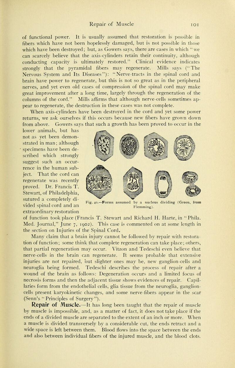 of functional power. It is usually assumed that restoration is possible in fibers which have not been hopelessly damaged, but is not possible in those which have been destroyed; but, as Gowers says, there are cases in which we can scarcely believe that the axis-cylinders retain their continuity, although conducting capacity is ultimately restored. Clinical evidence indicates strongly that the pyramidal fibers may regenerate. Mills says (The Nervous System and Its Diseases): Nerve-tracts in the spinal cord and brain have power to regenerate, but this is not so great as in the peripheral nerves, and yet even old cases of compression of the spinal cord may make great improvement after a long time, largely through the regeneration of the columns of the cord. Mills affirms that although nerve-cells sometimes ap- pear to regenerate, the destruction in these cases was not complete. When axis-cylinders have been destroyed in the cord and yet some power returns, we ask ourselves if this occurs because new fibers have grown down from above. Gowers says that such a growth has been proved to occur in the lower animals, but has not as yet been demon- strated in man; although specimens have been de- scribed which strongly suggest such an occur- rence in the human sub- ject. That the cord can regenerate was recently proved. Dr. Francis T. Stewart, of Philadelphia, sutured a completely di- vided spinal cord and an extraordinary restoration of function took place (Francis T. Stewart and Richard H. Harte, in  Phila. Med. Journal, June 7, 1902). This case is commented on at some length in the section on Injuries of the Spinal Cord. Many claim that a brain injury cannot be followed by repair with restora- tion of function; some think that complete regeneration can take place; others, that partial regeneration may occur. Vitzon and Tedeschi even believe that nerve-cells in the brain can regenerate. It seems probable that extensive injuries are not repaired, but slighter ones may be, new ganglion-cells and neuroglia being formed. Tedeschi describes the process of repair after a wound of the brain as follows: Degeneration occurs and a limited focus of necrosis forms and then the adjacent tissue shows evidences of repair. Capil- laries form from the endothelial cells, glia tissue from the neuroglia, ganglion- cells present karyokinetic changes, and some nerve-fibers appear in the scar (Senn's Principles of Surgery). Repair of Muscle.—It has long been taught that the repair of muscle by muscle is impossible, and, as a matter of fact, it does not take place if the ends of a divided muscle are separated to the extent of an inch or more. When a muscle is divided transversely by a considerable cut, the ends retract and a wide space is left between them. Blood flows into the space between the ends and also between individual fibers of the injured muscle, and the blood clots. Fig. 40.- -Forms assumed by a nucleus dividing (Green, from Flemming).
