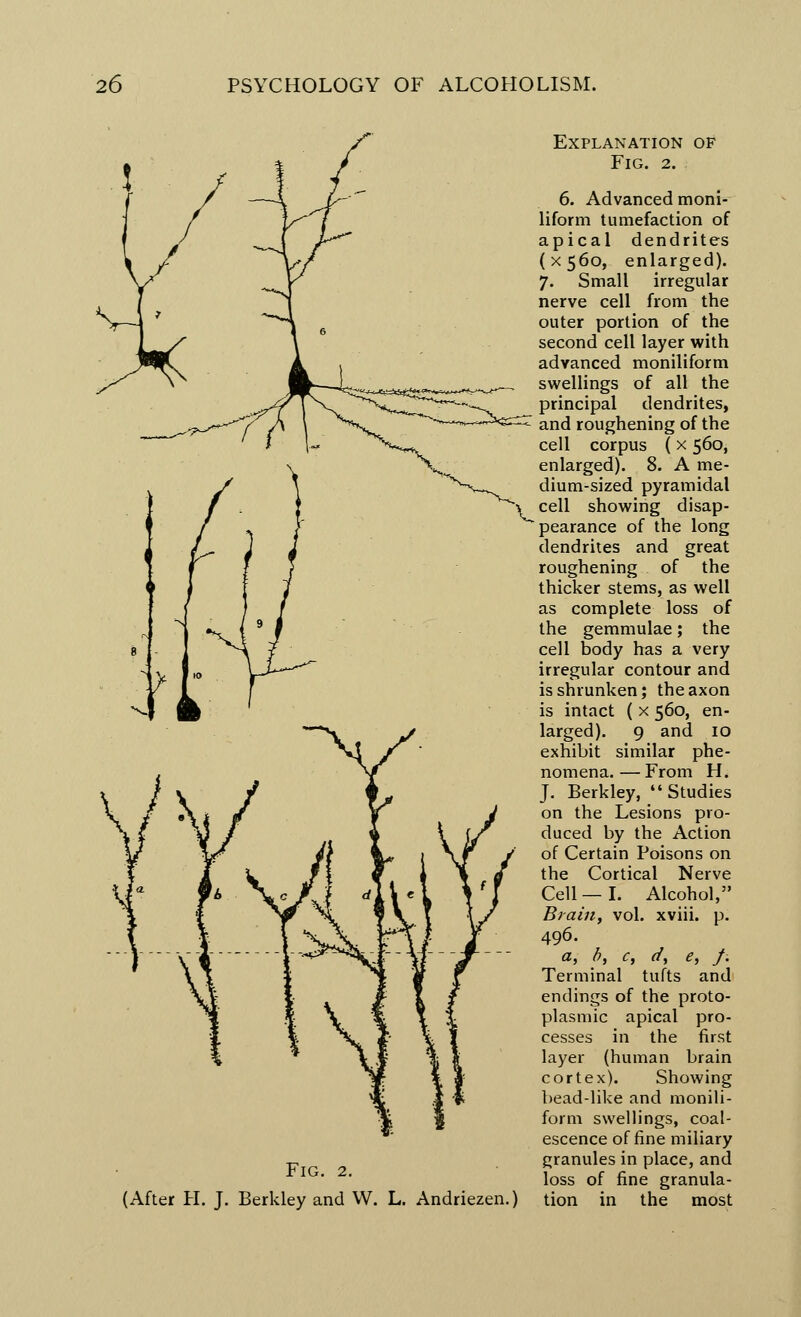 Fig. 2. (After H. J. Berkley and W. L. Andriezen.) Explanation of Fig. 2. 6. Advanced moni- liform tumefaction of apical dendrites (X560, enlarged). 7. Small irregular nerve cell from the outer portion of the second cell layer with advanced moniliform swellings of all the principal dendrites, and roughening of the cell corpus (x 560, enlarged). 8. A me- dium-sized pyramidal \ cell showing disap- pearance of the long dendrites and great roughening of the thicker stems, as well as complete loss of the gemmulae; the cell body has a very irregular contour and is shrunken; the axon is intact ( x 560, en- larged). 9 and 10 exhibit similar phe- nomena.— From H. J. Berkley, Studies on the Lesions pro- duced by the Action of Certain Poisons on the Cortical Nerve Cell — I. Alcohol, Brain, vol. xviii. p. 496. a, b, c, (/, e, f. Terminal tufts and endings of the proto- plasmic apical pro- cesses in the first layer (human brain cortex). Showing bead-like and monili- form swellings, coal- escence of fine miliary granules in place, and loss of fine granula- tion in the most