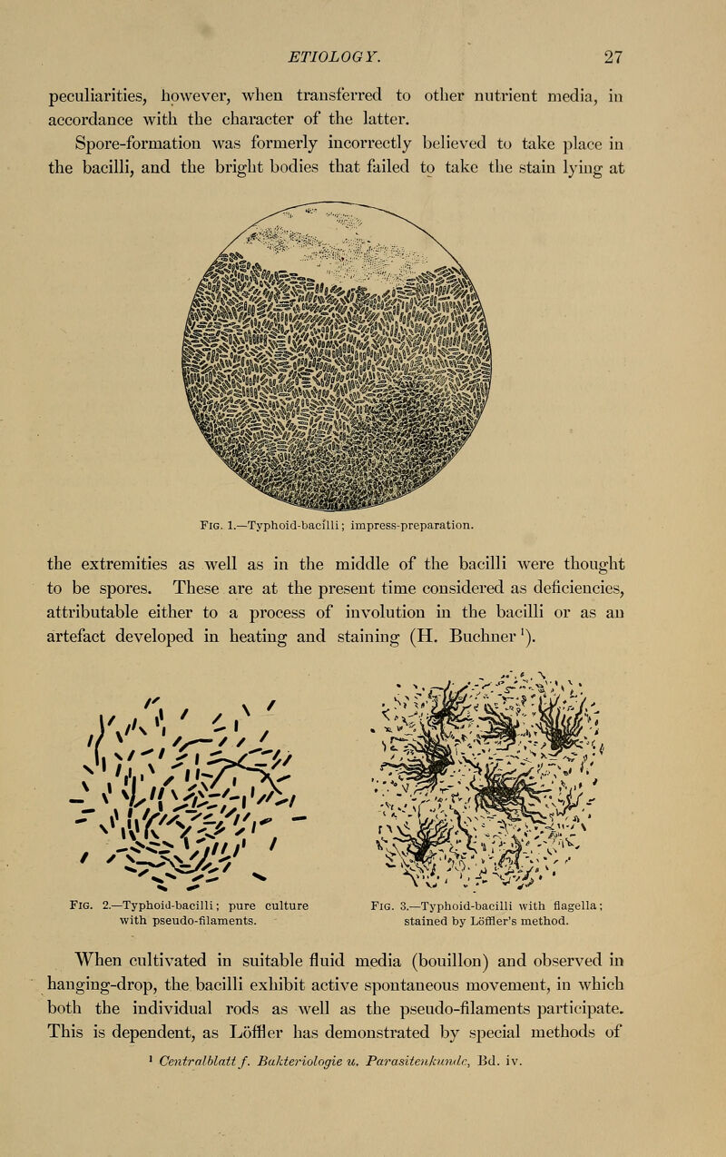 peculiarities, however, when transferred to other nutrient media, in accordance with the character of the latter. Spore-formation was formerly incorrectly believed to take place in the bacilli, and the bright bodies that failed to take the stain lying at Fig. 1.—Typhoid-bacilli; impress-preparation. the extremities as well as in the middle of the bacilli were thought to be spores. These are at the present time considered as deficiencies, attributable either to a process of involution in the bacilli or as an artefact developed in heating and staining (H. Büchner'). Fig. 2.—Typhoid-bacilli; pure culture with pseudo-filaments. Fig. 3.—Typhoid-bacilli with flagella; stained by Löfner's method. When cultivated in suitable fluid media (bouillon) and observed in hanging-drop, the bacilli exhibit active spontaneous movement, in which both the individual rods as well as the pseudo-filaments participate. This is dependent, as Löifl er has demonstrated by special methods of 1 Centralblattf. Bakteriologie u. Parasitenkundc, Bd. iv.