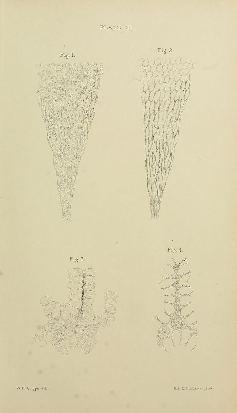 Fid. 2. Fitf.l. . ...--■ • Fig. 3. Fig. 4-. ^