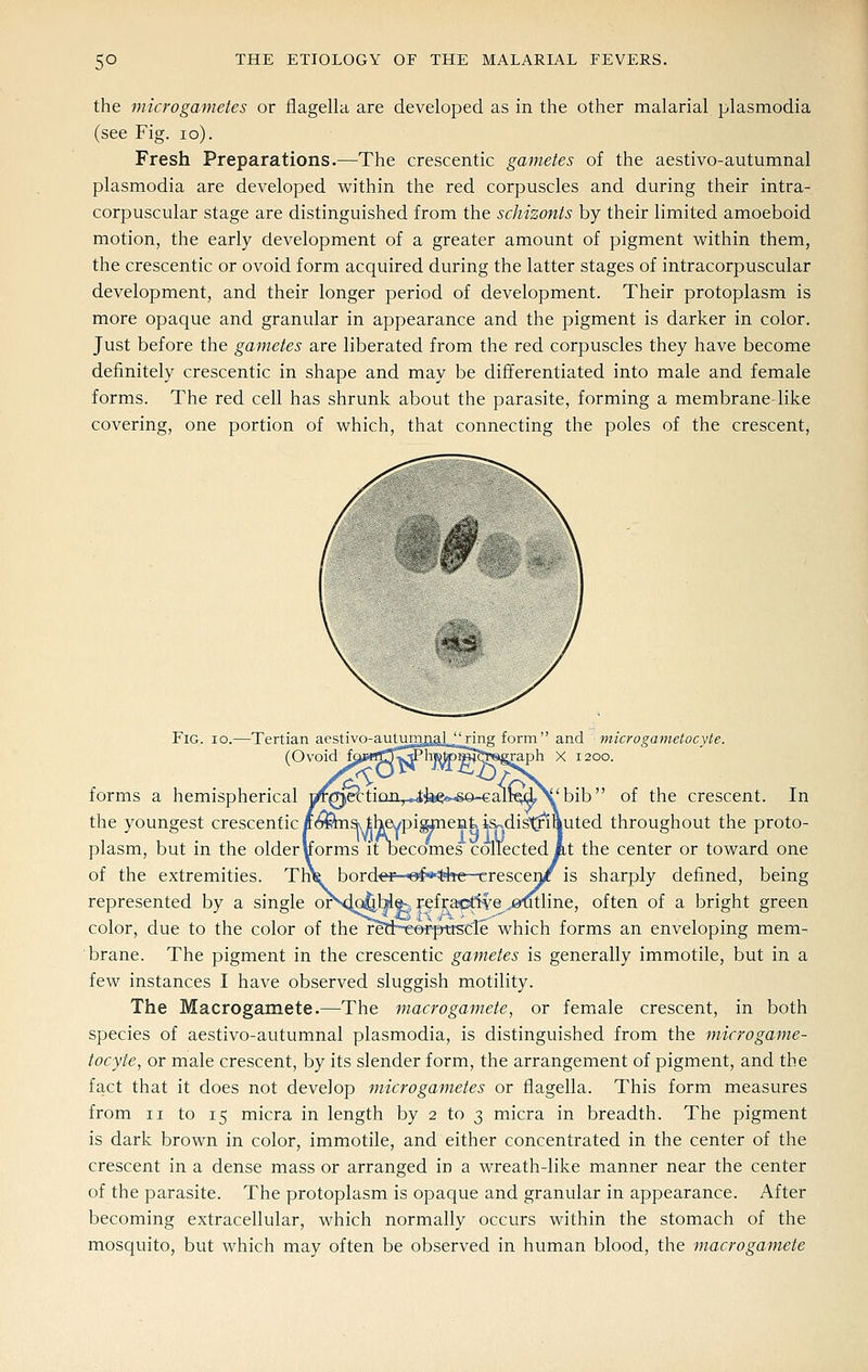 the microgametes or flagella are developed as in the other malarial plasmodia (see Fig. lo). Fresh Preparations.—The crescentic gametes of the aestivo-autumnal Plasmodia are developed within the red corpuscles and during their intra- corpuscular stage are distinguished from the schizonts by their limited amoeboid motion, the early development of a greater amount of pigment within them, the crescentic or ovoid form acquired during the latter stages of intracorpuscular development, and their longer period of development. Their protoplasm is more opaque and granular in appearance and the pigment is darker in color. Just before the gametes are liberated from the red corpuscles they have become definitely crescentic in shape and may be differentiated into male and female forms. The red cell has shrunk about the parasite, forming a membrane-like covering, one portion of which, that connecting the poles of the crescent, Fig. io.—Tertian aestivo-autum^^aJ^J^ng form and microgametocyte. (Ovoid f^jaiirt^TC^hBto^^^sgraph X 1200. forms a hemispherical rtr0e^tian_r*ibi?««so-€alr^\'bib'' of the crescent. In the youngest crescenticff(^Ws^theYpi^entispdisxfiftuted throughout the proto- plasm, but in the older Worms itbecomes collected fet the center or toward one of the extremities. Tnfe border—&f**fee—crescen/f is sharply defined, being represented by a single orSj^Me-^ fefraptive ^emline, often of a bright green color, due to the color of the reti~eorptrscle which forms an enveloping mem- brane. The pigment in the crescentic gametes is generally immotile, but in a few instances I have observed sluggish motility. The Macrogamete.—The macro gamete^ or female crescent, in both species of aestivo-autumnal plasmodia, is distinguished from the microgame- tocyte, or male crescent, by its slender form, the arrangement of pigment, and the fact that it does not develop microgametes or flagella. This form measures from II to 15 micra in length by 2 to 3 micra in breadth. The pigment is dark brown in color, immotile, and either concentrated in the center of the crescent in a dense mass or arranged in a wreath-like manner near the center of the parasite. The protoplasm is opaque and granular in appearance. After becoming extracellular, which normally occurs within the stomach of the mosquito, but which may often be observed in human blood, the macrogamete