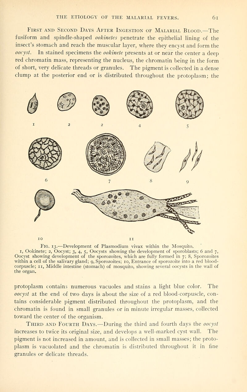 First and Second Days After Ingestion of Malarial Blood.—The fusiform and spindle-shaped ookinetes penetrate the epithelial lining of the insect's stomach and reach the muscular layer, where they encyst and form the oocyst. In stained specimens the ookinete presents at or near the center a deep red chromatin mass, representing the nucleus, the chromatin being in the form of short, very delicate threads or granules. The pigment is collected in a dense clump at the posterior end or is distributed throughout the protoplasm; the Fig. 13.—Development of Plasmodium vivax within the Mosquito. I, Ookinete; 2, Oocyst; 3, 4, 5, Oocysts showing the development of sporoblasts; 6 and 7, Oocyst showing development of the sporozoites, which are fully formed in 7; 8, Sporozoites within a cell of the salivary gland; 9, Sporozoites; 10, Entrance of sporozoite into a red blood- corpuscle; II, Middle intestine (stomach) of mosquito, showing several oocysts in the wall of the organ. protoplasm contains numerous vacuoles and stains a light blue color. The oocyst at the end of two days is about the size of a red blood-corpuscle, con- tains considerable pigment distributed throughout the protoplasm, and the chromatin is found in small granules or in minute irregular masses, collected toward the center of the organism. Third and Fourth Days.—During the third and fourth days the oocyst increases to twice its original size, and develops a well-marked cyst wall. The pigment is not increased in amount, and is collected in small masses; the proto- plasm is vacuolated and the chromatin is distributed throughout it in fine granules or delicate threads.