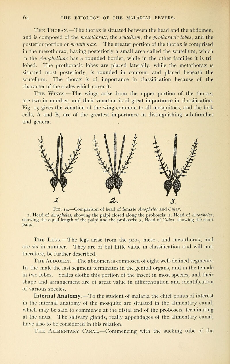 The Thorax.—The thorax is situated between the head and the abdomen, and is composed of the mesothorax, the scutellum, the prothoracic lobes, and the posterior portion or metathorax. The greater portion of the thorax is comprised in the mesothorax, having posteriorly a small area called the scutellum, which n the Anophelinae has a rounded border, while in the other families it is tri- lobed. The prothoracic lobes are placed laterally, while the metathorax is situated most posteriorly, is rounded in contour, and placed beneath the scutellum. The thorax is of importance in classification because of the character of the scales which cover it. The Wings.—The wings arise from the upper portion of the thorax, are two in number, and their venation is of great importance in classification. Fig. 15 gives the venation of the wing common to all mosquitoes, and the fork cells, A and B, are of the greatest importance in distinguishing sub-families and genera. Fig. 14.—Comparison of head of female Anopheles and Culex. I,'Head of Anopheles, showing the palpi closed along the proboscis; 2, Head of Anopheles, showing the equal length of the palpi and the proboscis; 3, Head of Culex, showing the short palpi. The Legs.—The legs arise from the pro-, meso-, and metathorax, and are six in number. They are of but little value in classification and will not, therefore, be further described. The Abdomen.—The abdomen is composed of eight well-defined segments. In the male the last segment terminates in the genital organs, and in the female in two lobes. Scales clothe this portion of the insect in most species, and their shape and arrangement are of great value in differentiation and identification of various species. Internal Anatomy.—To the student of malaria the chief points of interest in the internal anatomy of the mosquito are situated in the alimentary canal, which may be said to commence at the distal end of the proboscis, terminating at the anus. The salivary glands, really appendages of the alimentary canal, have also to be considered in this relation. The Alimentary Canal.—Commencing with the sucking tube of the