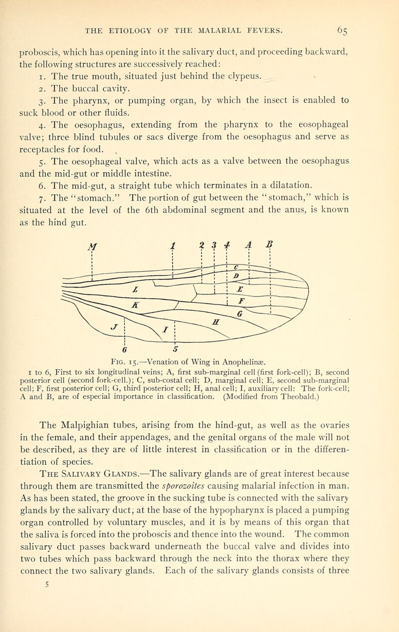 proboscis, which has opening into it the salivary duct, and proceeding backward, the following structures are successively reached: 1. The true mouth, situated just behind the clypeus. 2. The buccal cavity. 3. The pharynx, or pumping organ, by which the insect is enabled to suck blood or other fluids. 4. The oesophagus, extending from the pharynx to the eosophageal valve; three blind tubules or sacs diverge from the oesophagus and serve as receptacles for food. 5. The oesophageal valve, which acts as a valve between the oesophagus and the mid-gut or middle intestine. 6. The mid-gut, a straight tube which terminates in a dilatation. 7. The stomach. The portion of gut between the stomach, which is situated at the level of the 6th abdominal segment and the anus, is known as the hind gut. Fig. 15.—Venation of Wing in Anophelinas. I to 6, First to six longitudinal veins; A, first sub-marginal cell (first fork-cell); B, second posterior cell (second fork-cell.); C, sub-costal cell; D, marginal cell; E, second sub-marginal cell; F, first posterior cell; G, third posterior cell; H, anal cell; I, auxiliary cell: The fork-cell; A and B, are of especial importance in classification. (Modified from Theobald.) The Malpighian tubes, arising from the hind-gut, as well as the ovaries in the female, and their appendages, and the genital organs of the male will not be described, as they are of little interest in classification or in the differen- tiation of species. The Salivary Glands.—The salivary glands are of great interest because through them are transmitted the sporozoites causing malarial infection in man. As has been stated, the groove in the sucking tube is connected with the salivary glands by the salivary duct, at the base of the hypopharynx is placed a pumping organ controlled by voluntary muscles, and it is by means of this organ that the saliva is forced into the proboscis and thence into the wound. The common salivary duct passes backward underneath the buccal valve and divides into two tubes which pass backward through the neck into the thorax where they connect the two salivary glands. Each of the salivary glands consists of three 5