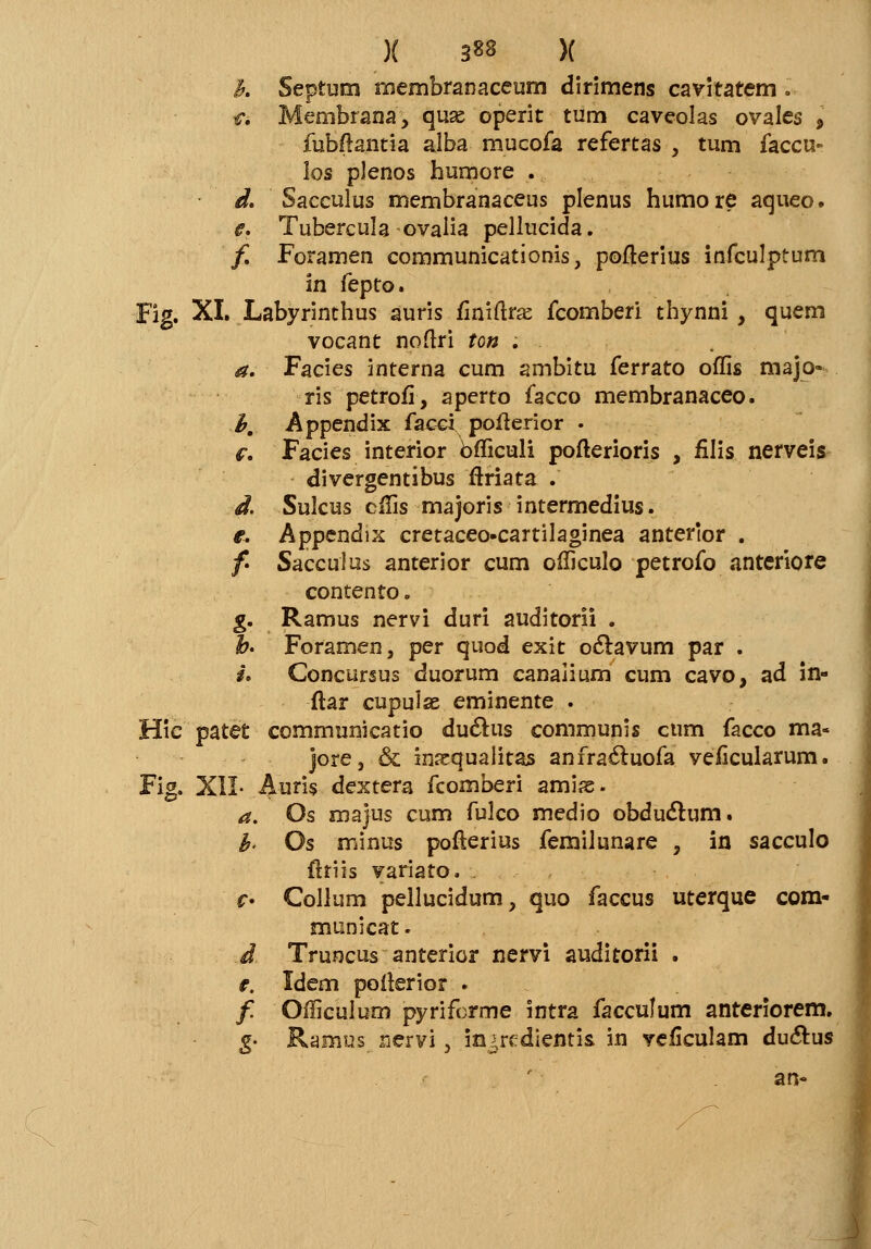 ){ 3«* )( k Septum membranaceum dirimens cavitatem . & Membrana, quse operit tum caveolas ovales ,' fubikntia alba mucofa refertas , tum faccu- los plenos humore .: d. Sacculus membranaceus plenus humore aqueo. e. Tubercula ovalia pellucida. f. Foramen communicationis, pofterius infculptum in fepto. Fig. XI. Labyrinthus auris finifte fcomberi thynni, quem vocant noftri ton . a. Facies interna cum ambitu ferrato offis majo- ris petrofi, aperto facco membranaceo. b. Appendix facci poiterior . f, Facies interior bfficuli poiterioris , fllis nerveis divergentibus ftriata . d. Sulcus cffis majoris intermedius. e. Appendix cretaceo-cartilaginea anterior . /. Sacculus anterior cum offieulo petrofo anteriore contento. g. Ramus nervi duri auditorii . b. Foramen, per quod exit oclavum par . #• Concursus duorum canalium cum cavo, ad in- ftar cupulae eminente . Hic patet communicatio duclus communis ciim facco ma« jore, & inacqualitas anfra£luofa veiicularum. Fig. XIL Auris dextera fcomberi amias. a. Os majus cum fulco medio obduclum. b< Os minus pofterius femilunare , in sacculo fhiis variato, c* Collum pellucidum, quo faccus uterque com- municat. d Truncus anterior nervi auditorii . e. Idem poiierior . / Officulum pyrifcrme intra facculum anteriorem. g- Ramus. riervi, injredientis in yeficulam du&us an- i