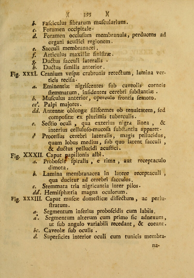 X 395 X h Fafciculus fibrarum mufcularium. c Foramen occipitale» d. Foramen occlufum membranula, perducens ad organi acufHci regionem. e. Sacculi membranacei. f. Articulus maxilke finiflrse. g. Du<5his facculi lateralis . b. Du&us fimilis anterior. Fig. XXXI. Cranium vefpas crabronis rete&um, lamina ver- ticis recifa* a. Eminentiaj nigrifcentes fub caveolis corneis flemmatum, infidentes cerebri fubflantiss . b. Mufculus anterior, operculo frontis femoto. cc\ Palpi majores. dd. Antennae oblongse filiformes ob tenuitatem, fed compofitse ex plurimis tuberculis. e. Se&io oculi , qua exterius nigra linea , & interius cellulofo-mucofa fubfhmtia apparet- $ Proceflus cerebri lateralis, imgis pelJucidus, quam lobus medius, fub quo latenc facculi , & du<5tus pellucidi acuflici. Fig. XXXIL Caput napilionis albi. a. Probofcif fpiralis , e rima , aut receptaculo dimota. h. Lamina membranacea in latere receptaculi , qua ducitur ad cerebri facculos. c. Stemmata tria nigricantia inter pilos. dd\ Hemifphaeria magna oculorum. Fig. XXXIII. Caput mufcse domefticas difTedtum , ac perlu- ftratum. a- Segmentum inferius probofcidis cum labiis. a. Segmentum alterum cum primo fic adnexum, ut fub angulo variabili recedant, & coeant. lc. Caveolas fub oculis . d. Superflcies interior oculi cum tunicis membra- na-