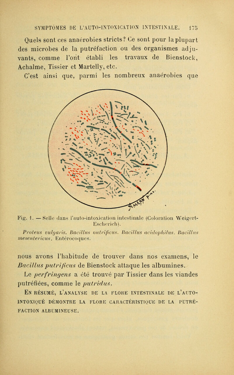 Quels sont ces anaérobies stricts? Ce sont pour la plupart des microbes de la putréfaction ou des organismes adju- vants, comme l'ont établi les travaux de Bienstock, Achalme, Tissier et Martelly, etc. C'est ainsi que, parmi les nombreux anaérobies que Fig\ 1, —Selle dans l'auto-intoxieation intestinale (Coloration Weigert- Eseherich). Proteus vulgaris. Bac Mus vutrificus. Bacillus acidopkilus. Bacillus mesentericus. Entérocoques. nous avons l'habitude de trouver dans nos examens, le Bacillusputrificus de Bienstock attaque les albumines. Le perfringens a été trouvé par Tissier dans les viandes putréfiées, comme le putridus. En résumé, l'analyse de la flore intestinale de l'auto- intoxiqué DÉMONTRE LA FLORE CARACTÉRISTIQUE DE LA PUTRÉ- FACTION ALBUMINEUSE.