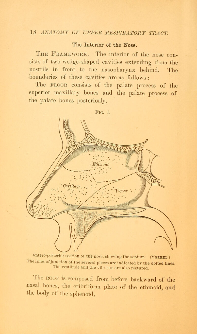 The Interior of the Nose. The Framework. The interior of the nose con- sists of two wedge-shaped cavities extending from the nostrils in front to the nasopharynx behind. The boundaries of these cavities are as follows : The floor consists of the palate process of the superior maxillary bones and the palate process of the palate bones posteriorly. Fig. 1. Anteroposterior section of the nose, showing the septum. (Merkel.) The lines of junction of the several pieces are indicated by the dotted lines. The vestibule and the vibrissas are also pictured. The roof is composed from before backward of the nasal bones, the cribriform plate of the ethmoid, and the body of the sphenoid.