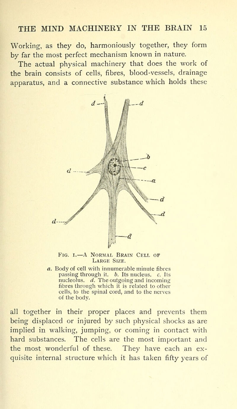 Working, as they do, harmoniously together, they form by far the most perfect mechanism known in nature. The actual physical machinery that does the work of the brain consists of cells, fibres, blood-vessels, drainage apparatus, and a connective substance which holds these d a Fig. i.—A Normal Brain Cell of Large Size. a. Body of cell with innumerable minute fibres passing through it. b. Its nucleus, c. Its nucleolus, d. The outgoing and incoming fibres through which it is related to other cells, to the spinal cord, and to the nerves of the body. all together in their proper places and prevents them being displaced or injured by such physical shocks as are implied in walking, jumping, or coming in contact with hard substances. The cells are the most important and the most wonderful of these. They have each an ex- quisite internal structure which it has taken fifty years of