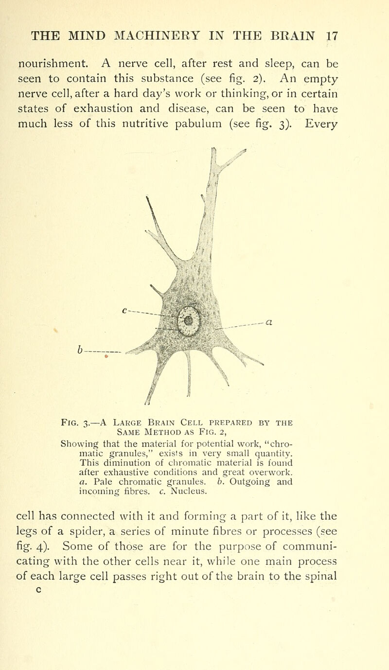 nourishment. A nerve cell, after rest and sleep, can be seen to contain this substance (see fig. 2). An empty nerve cell, after a hard day's work or thinking, or in certain states of exhaustion and disease, can be seen to have much less of this nutritive pabulum (see fig. 3). Every a Fig. 3.—A Large Brain Cell prepared by the Same Method as Fig. 2, Showing that the material for potential work, chro- matic granules, exists in very small quantity. This diminution of chromatic material is found after exhaustive conditions and great overwork. a. Pale chromatic granules, b. Outgoing and incoming fibres, c. Nucleus. cell has connected with it and forming a part of it, like the legs of a spider, a series of minute fibres or processes (see fig. 4). Some of those are for the purpose of communi- cating with the other cells near it, while one main process of each large cell passes right out of the brain to the spinal c