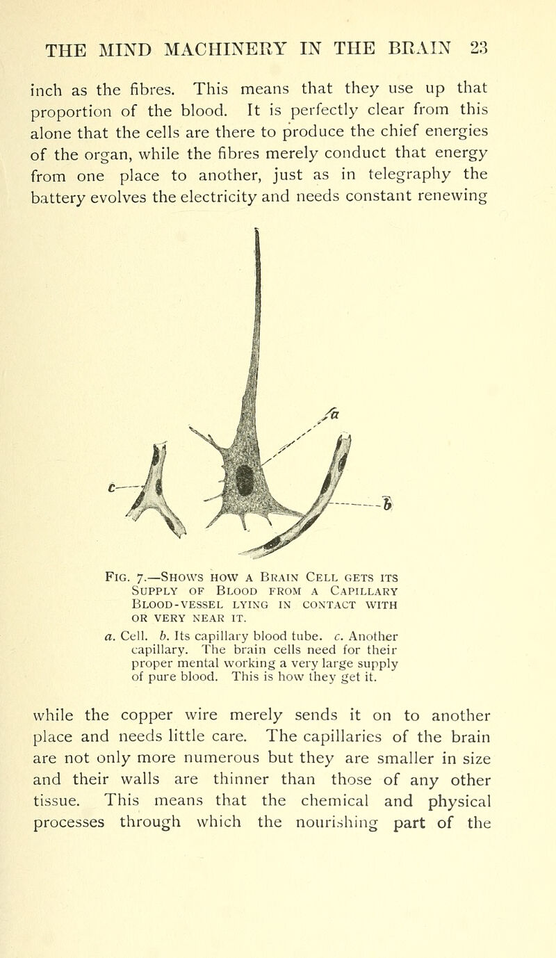 inch as the fibres. This means that they use up that proportion of the blood. It is perfectly clear from this alone that the cells are there to produce the chief energies of the organ, while the fibres merely conduct that energy from one place to another, just as in telegraphy the battery evolves the electricity and needs constant renewing ft Fig. 7.—Shows how a Brain Cell gets its Supply of Blood from a Capillary Blood-vessel lying in contact with or very near it. a. Cell. b. Its capillary blood tube. c. Another capillary. The brain cells need for their proper mental working a very large supply of pure blood. This is how they get it. while the copper wire merely sends it on to another place and needs little care. The capillaries of the brain are not only more numerous but they are smaller in size and their walls are thinner than those of any other tissue. This means that the chemical and physical processes through which the nourishing part of the